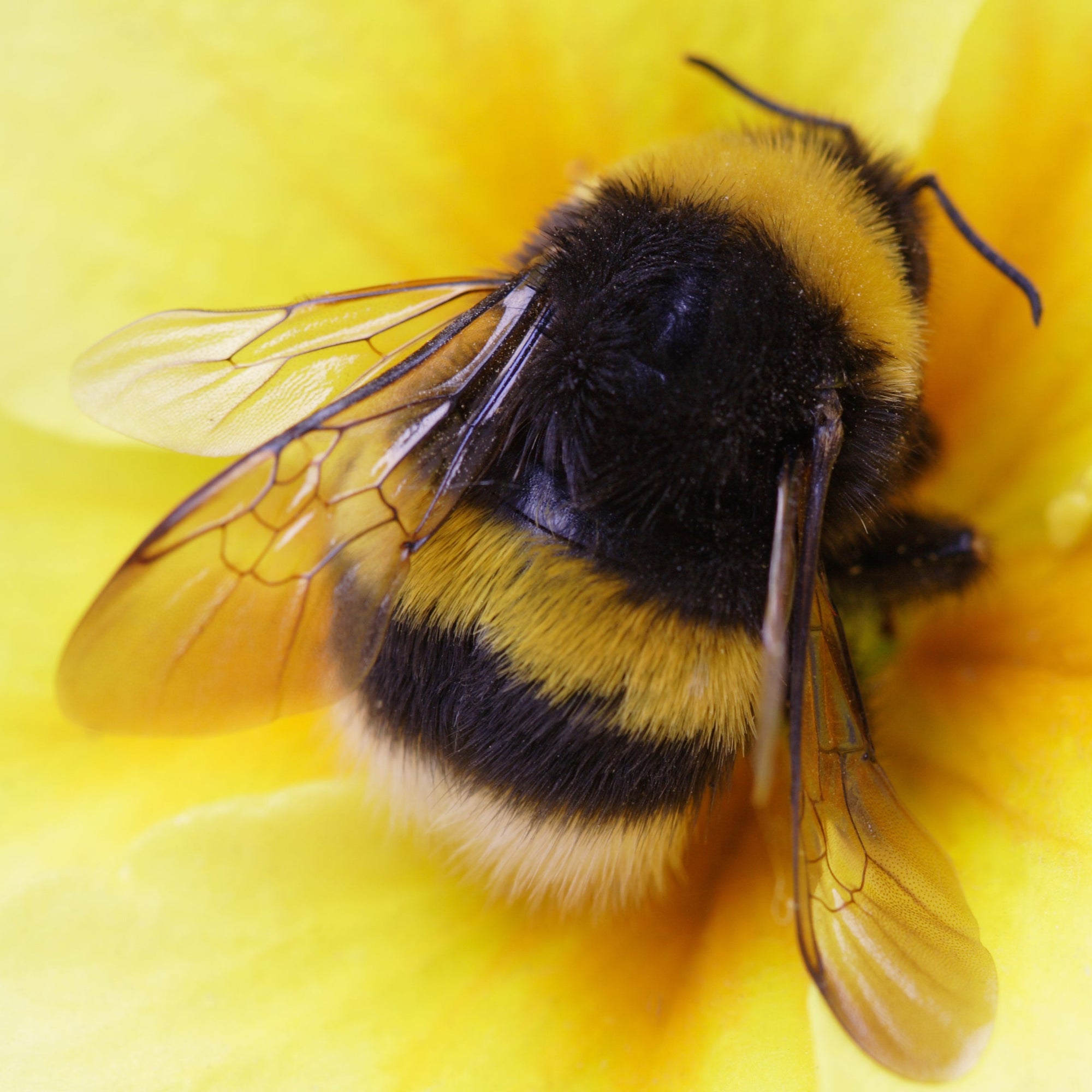 Bumblebee on a yellow flower