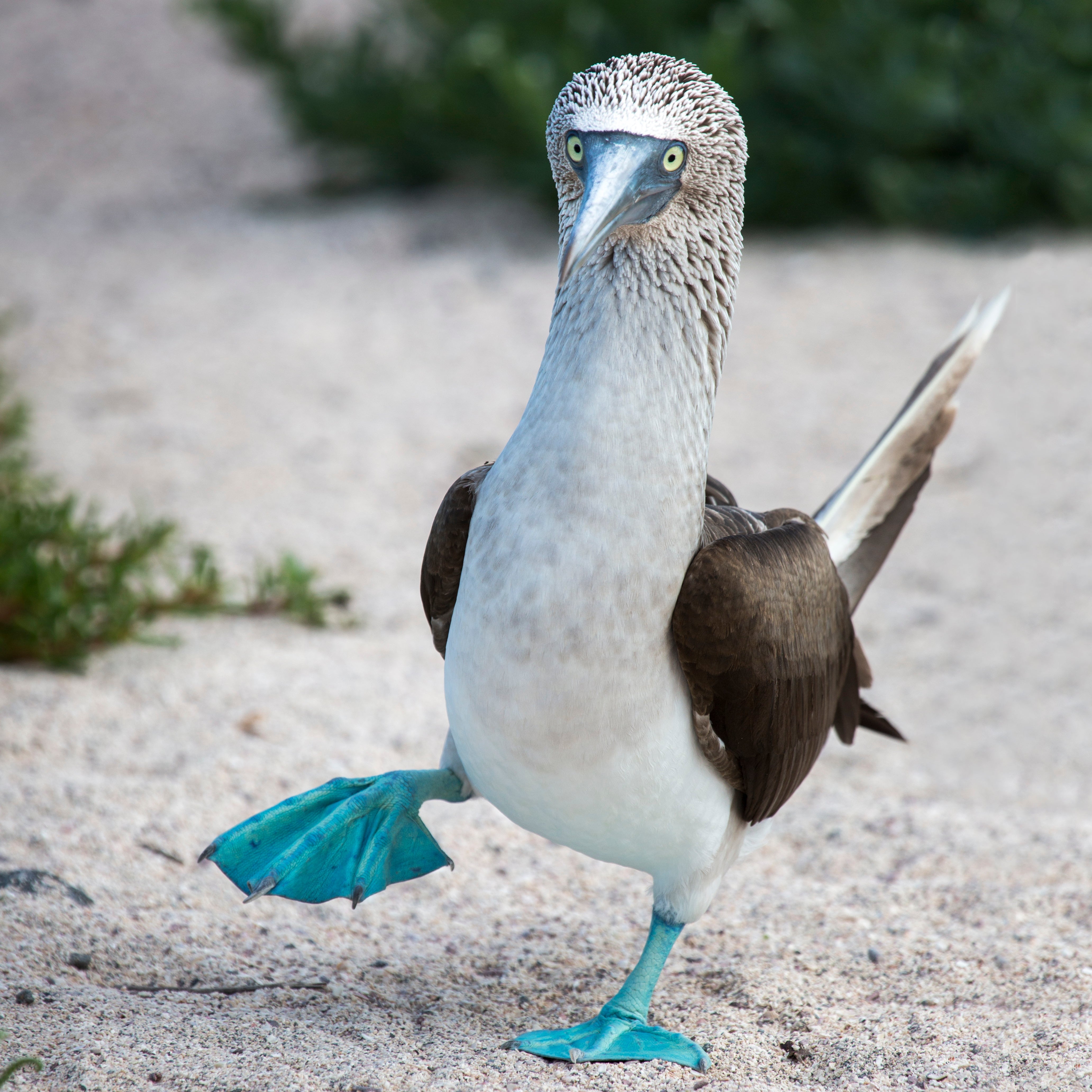 Blue Footed-Booby Petite