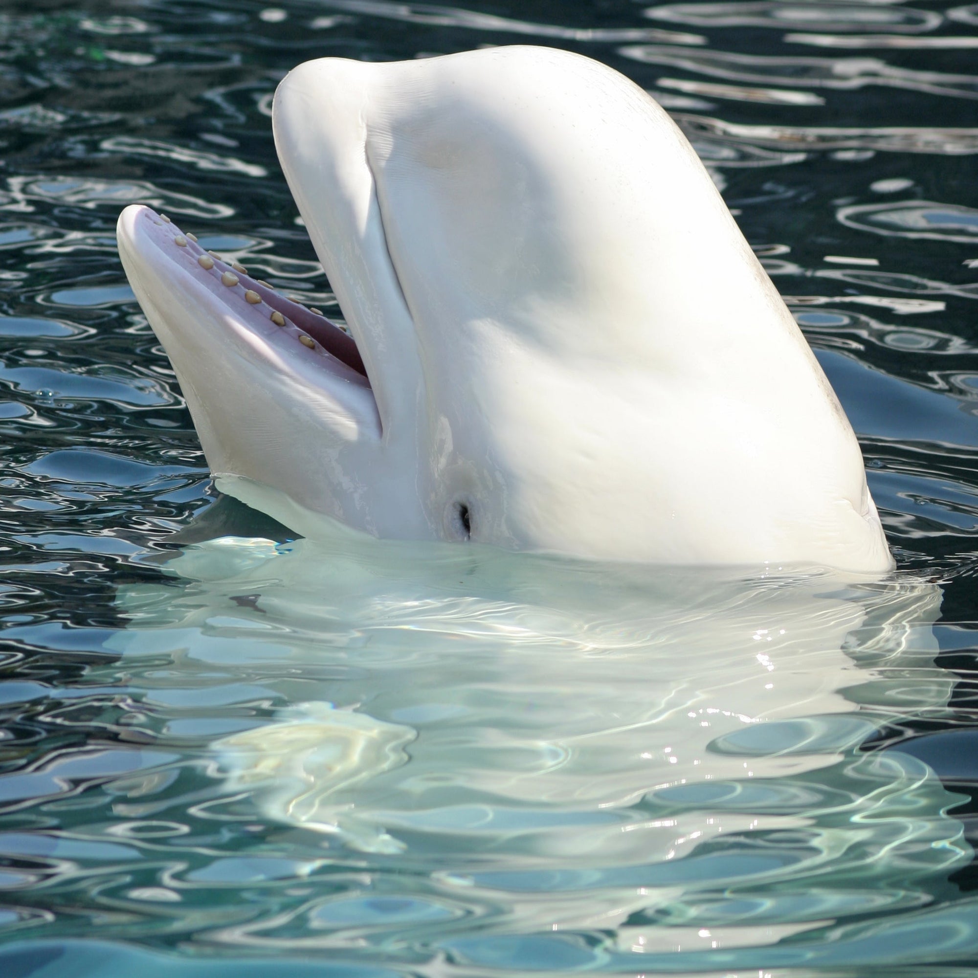 Beluga Whale Petite