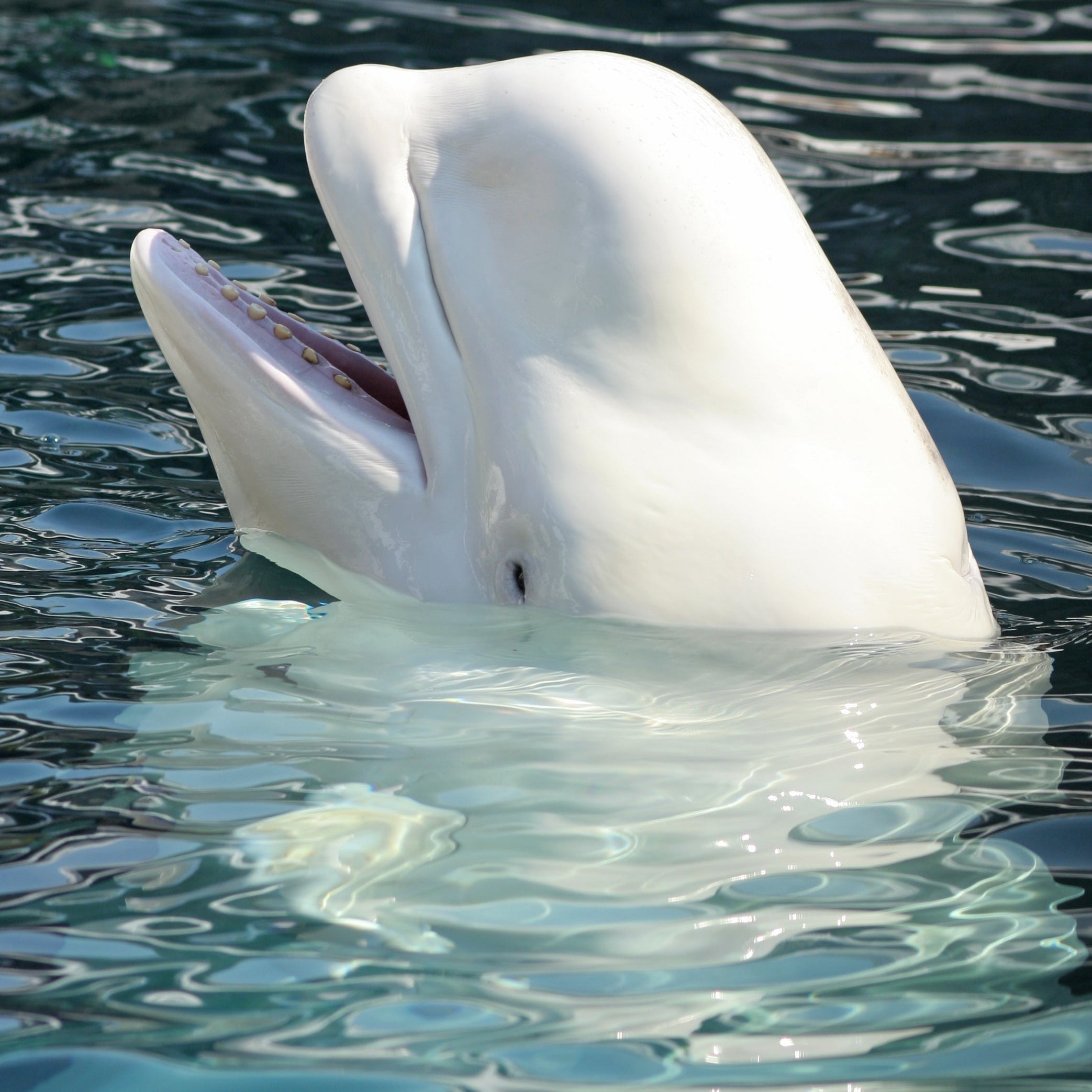 Beluga Whale Classic