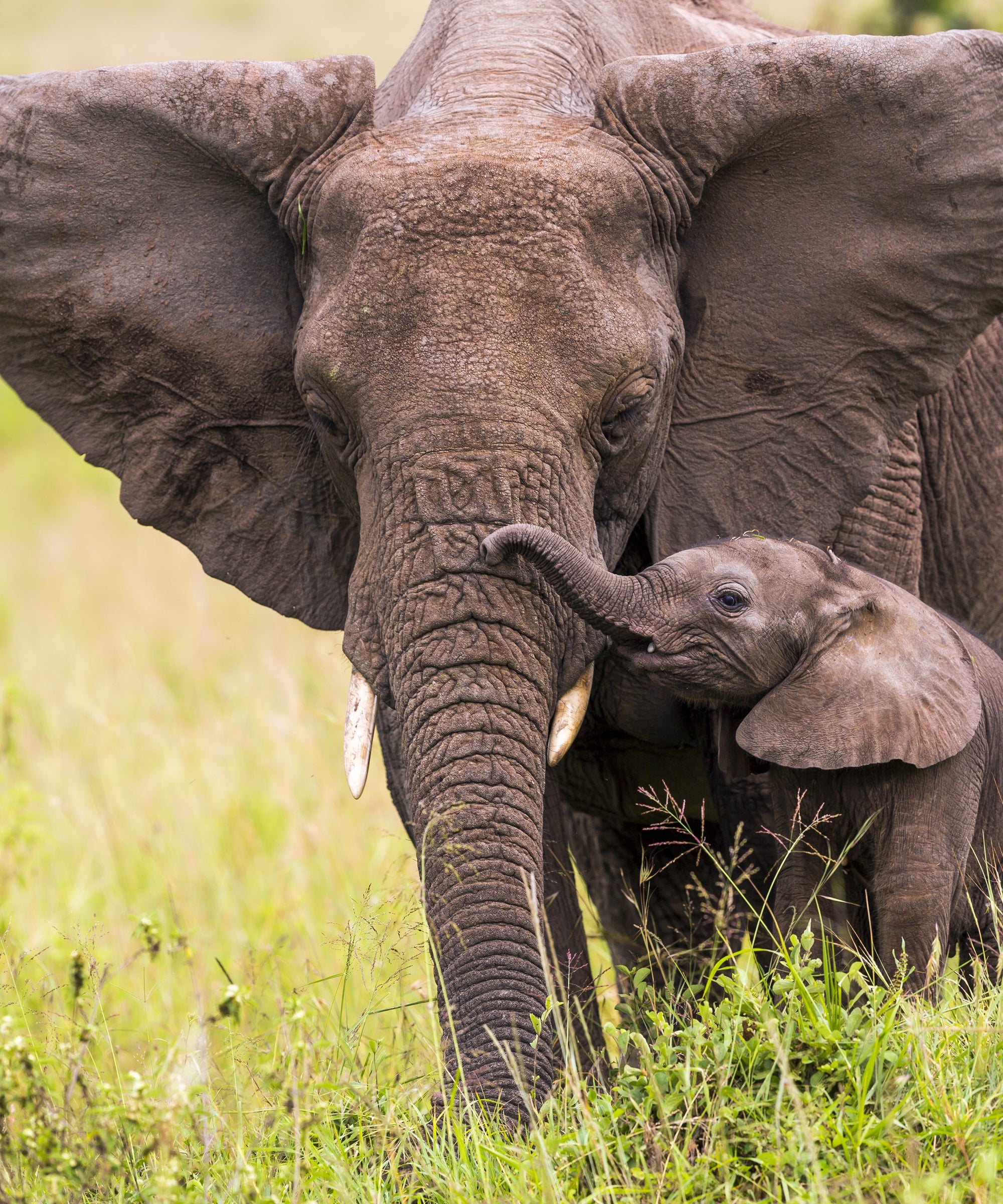 African Elephant Petite