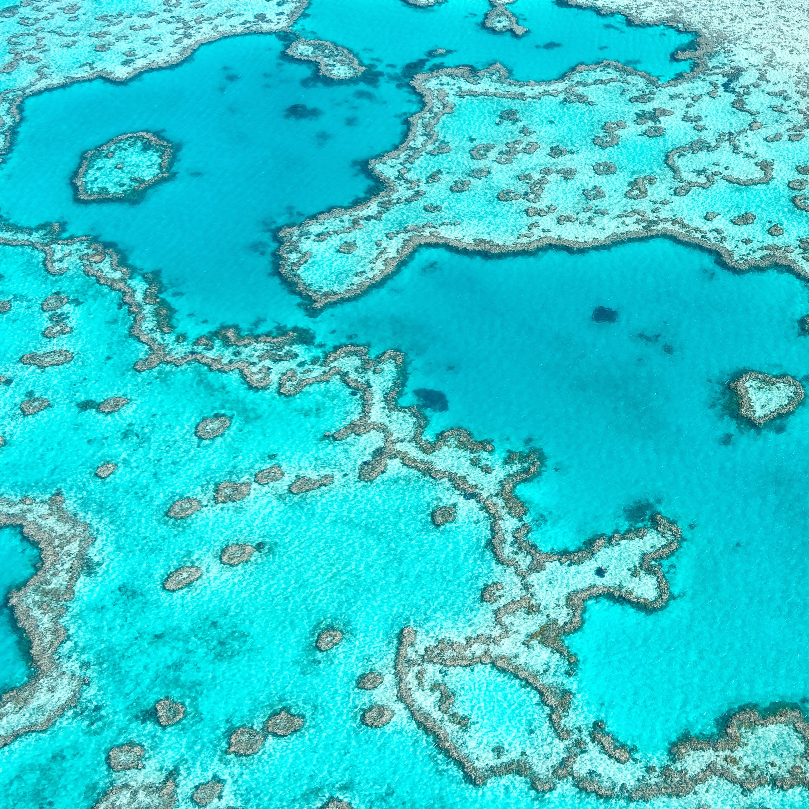 Great Barrier Reef Petite