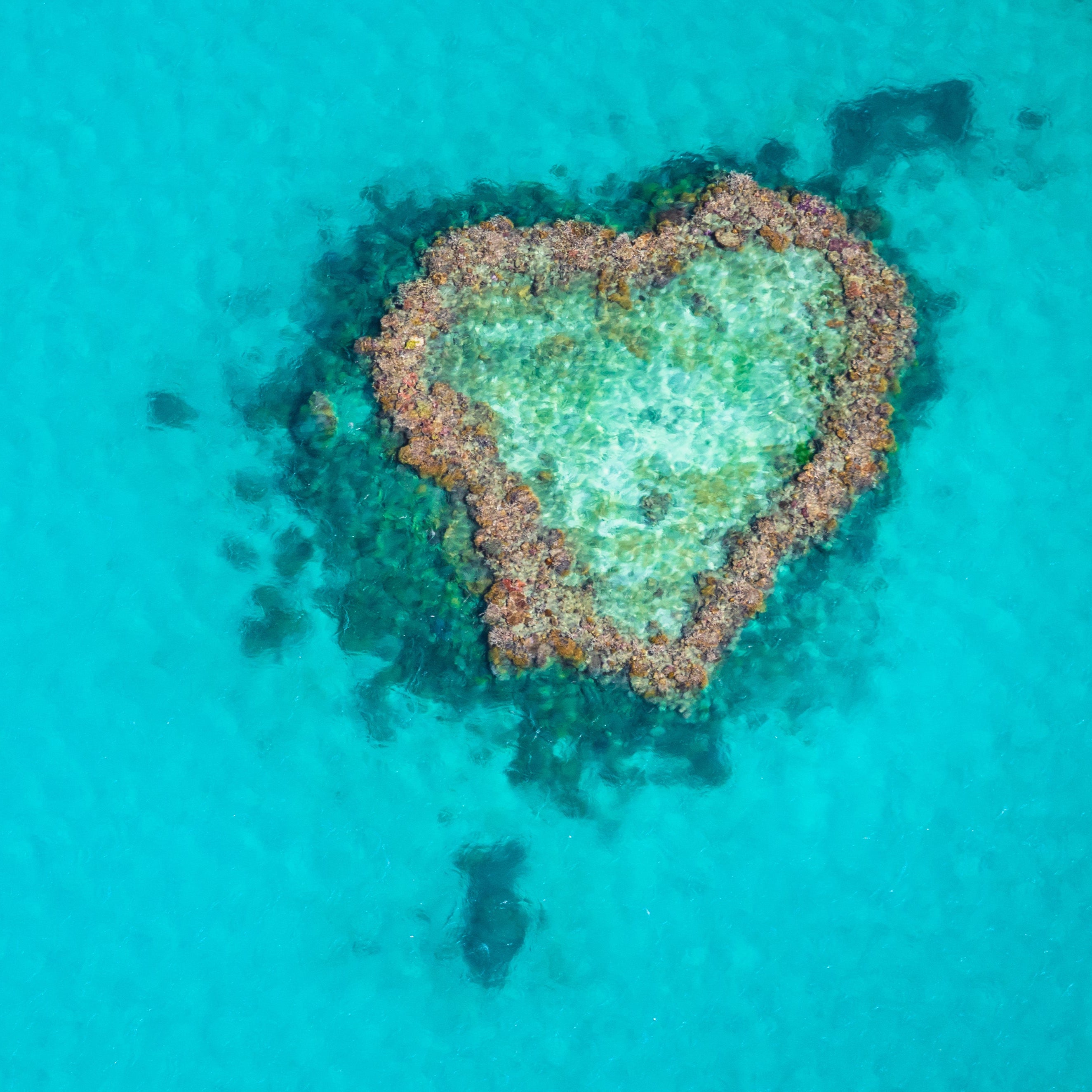 Heart Reef Gold Small