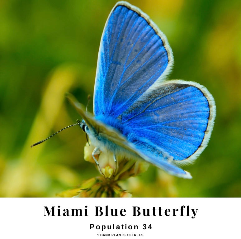 Miami Blue Butterfly Petite
