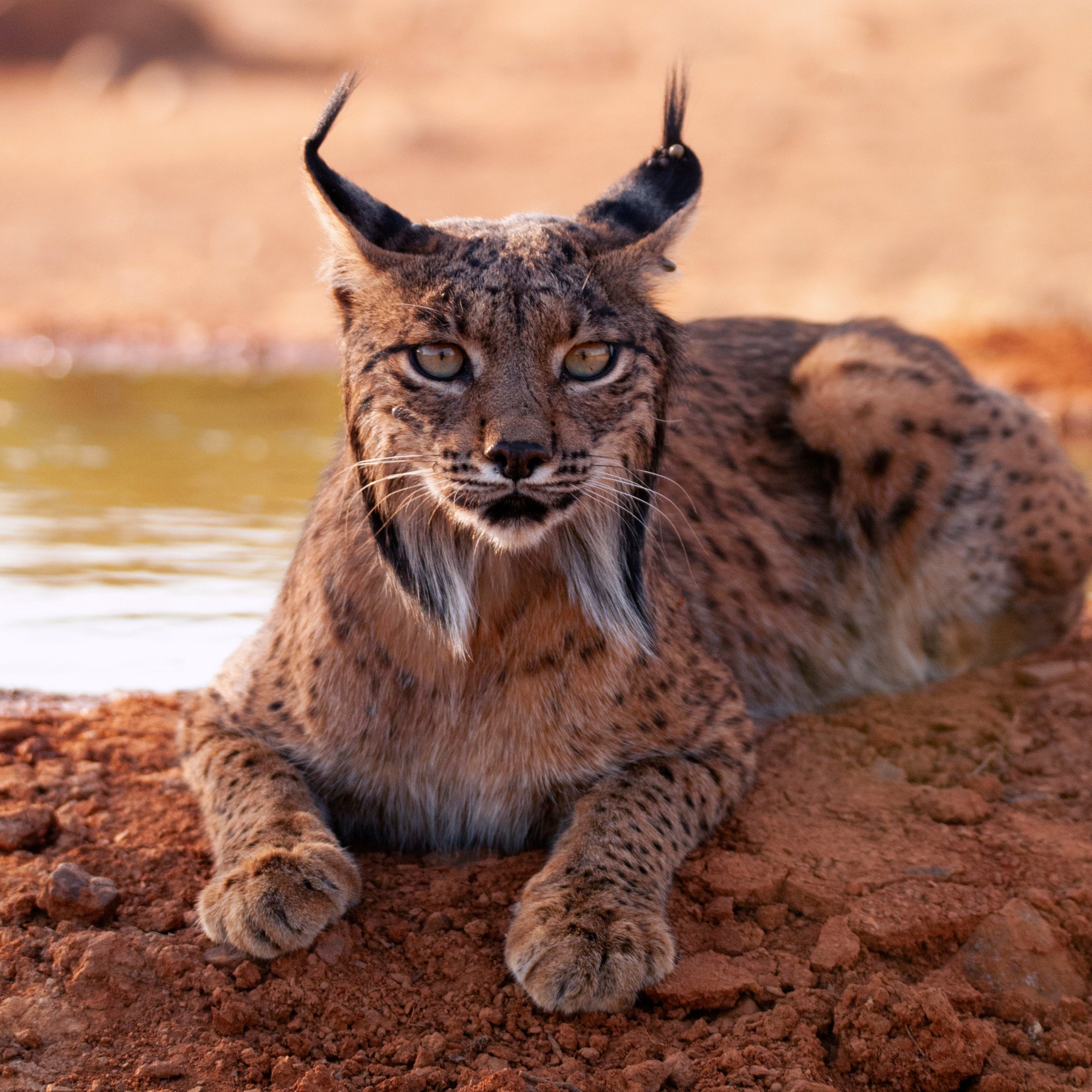 Charming Lynx Bracelet
