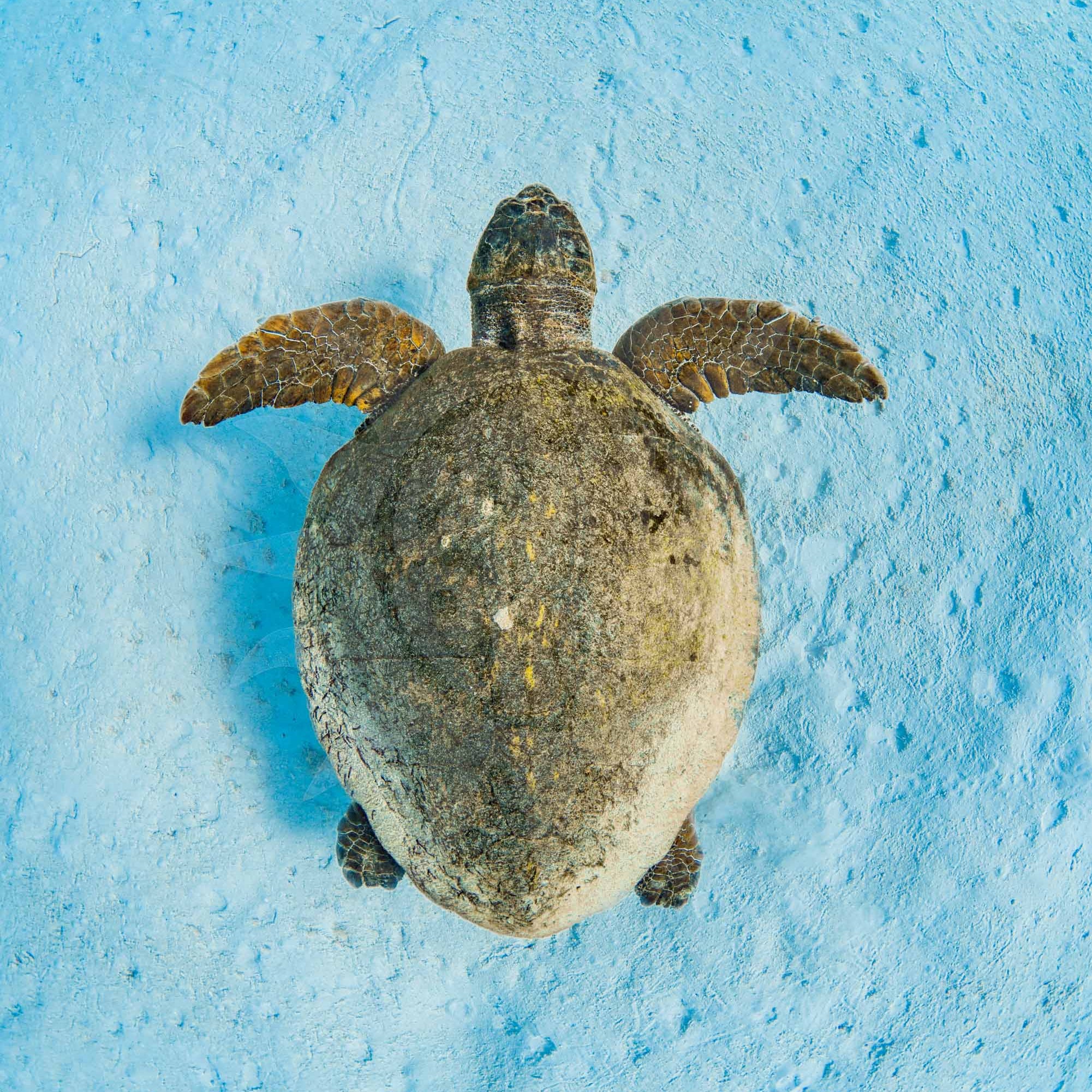 Loggerhead Sea Turtle Petite