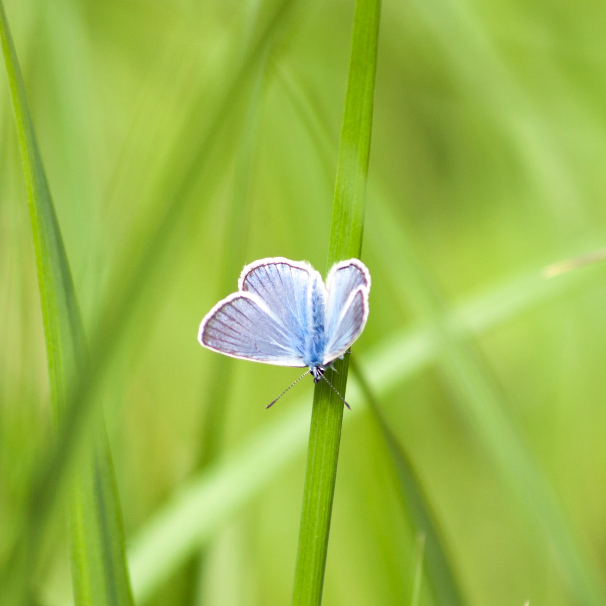 Blue butterfly on a green leaf with a blurred green background