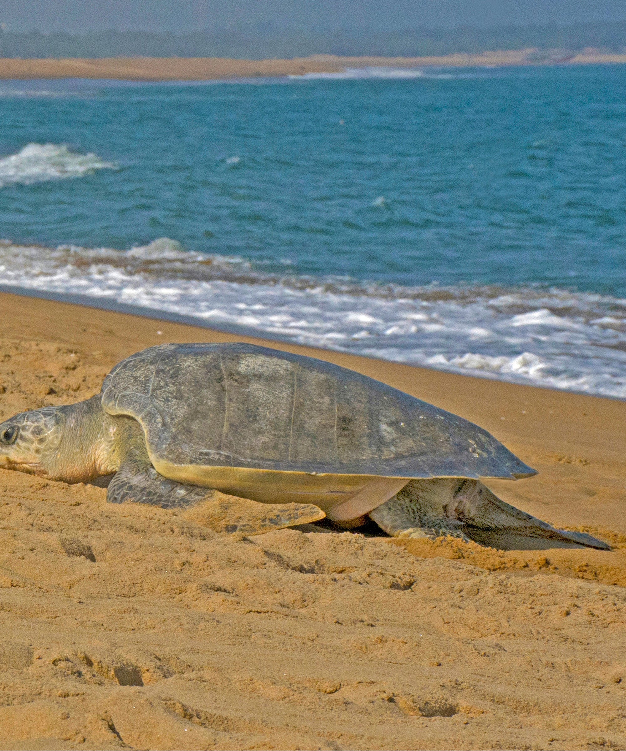 Olive Ridley Sea Turtle Petite Necklace
