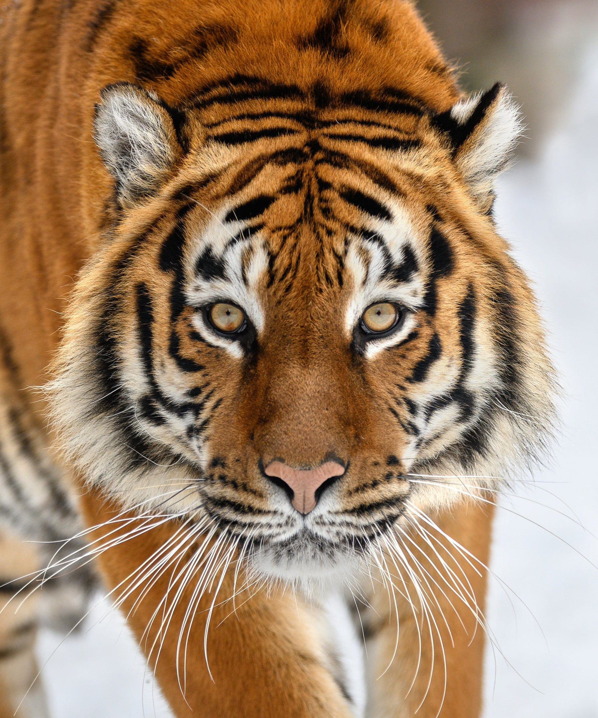 Siberian Tiger Petite