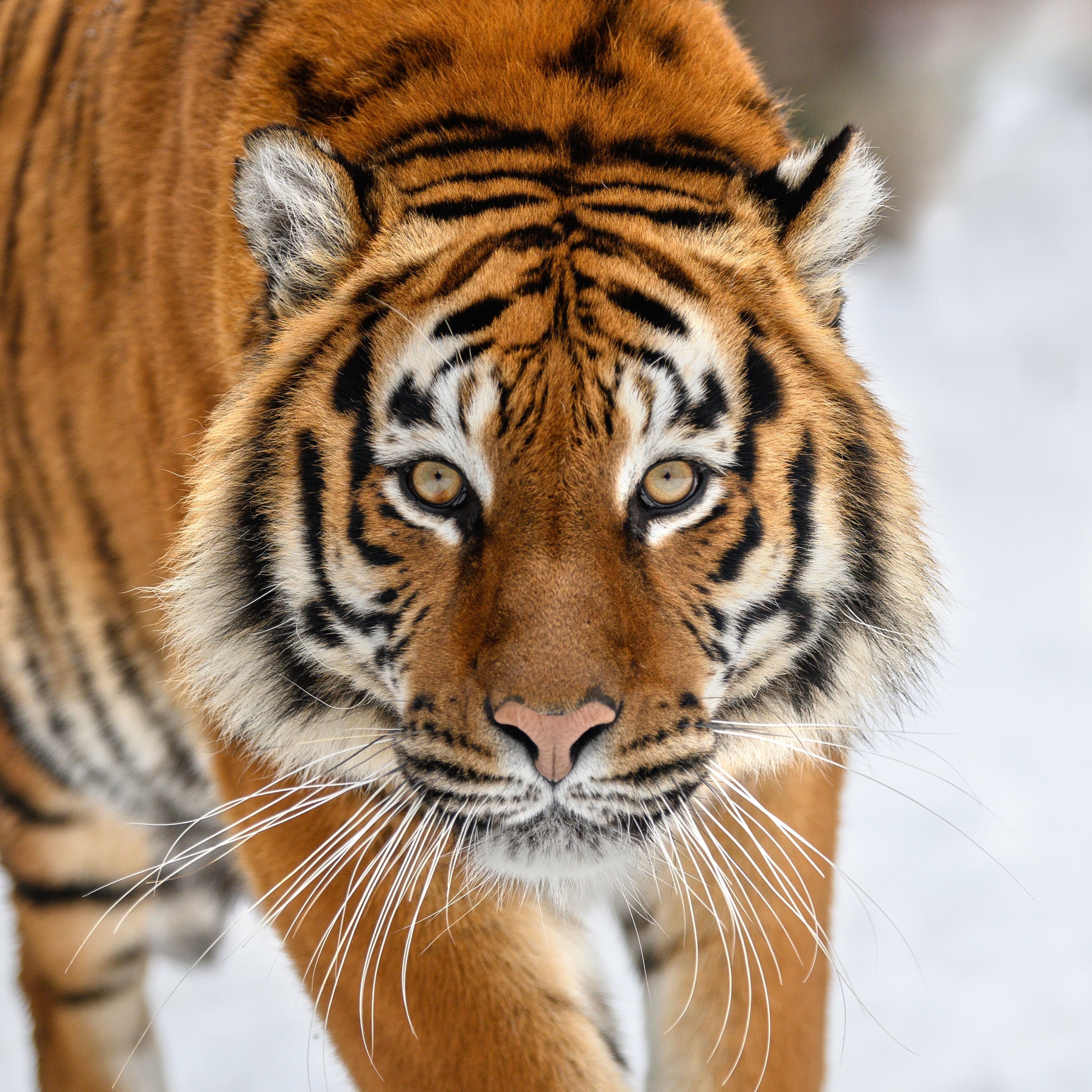 Close-up of a tiger walking on snow