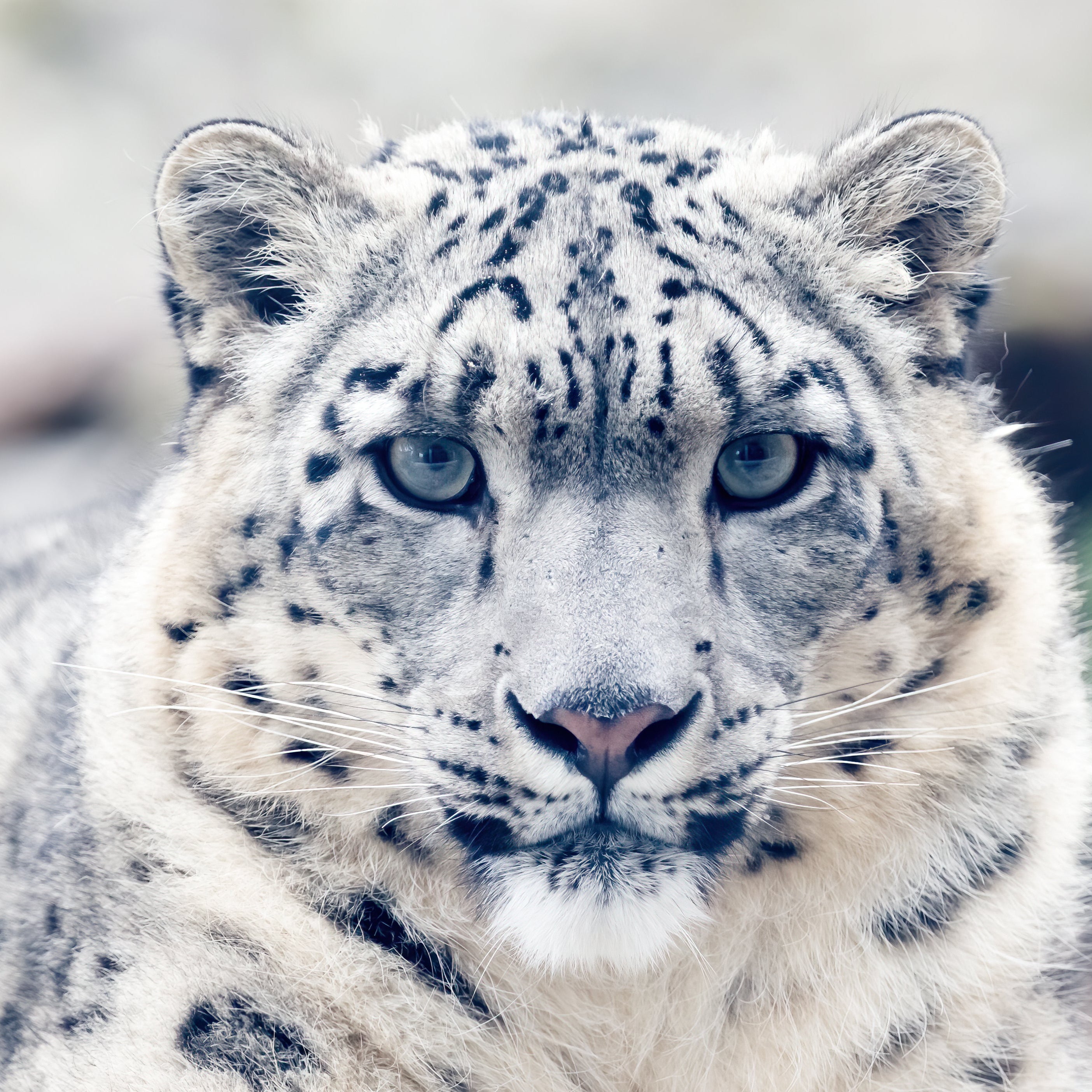 Snow Leopard Classic