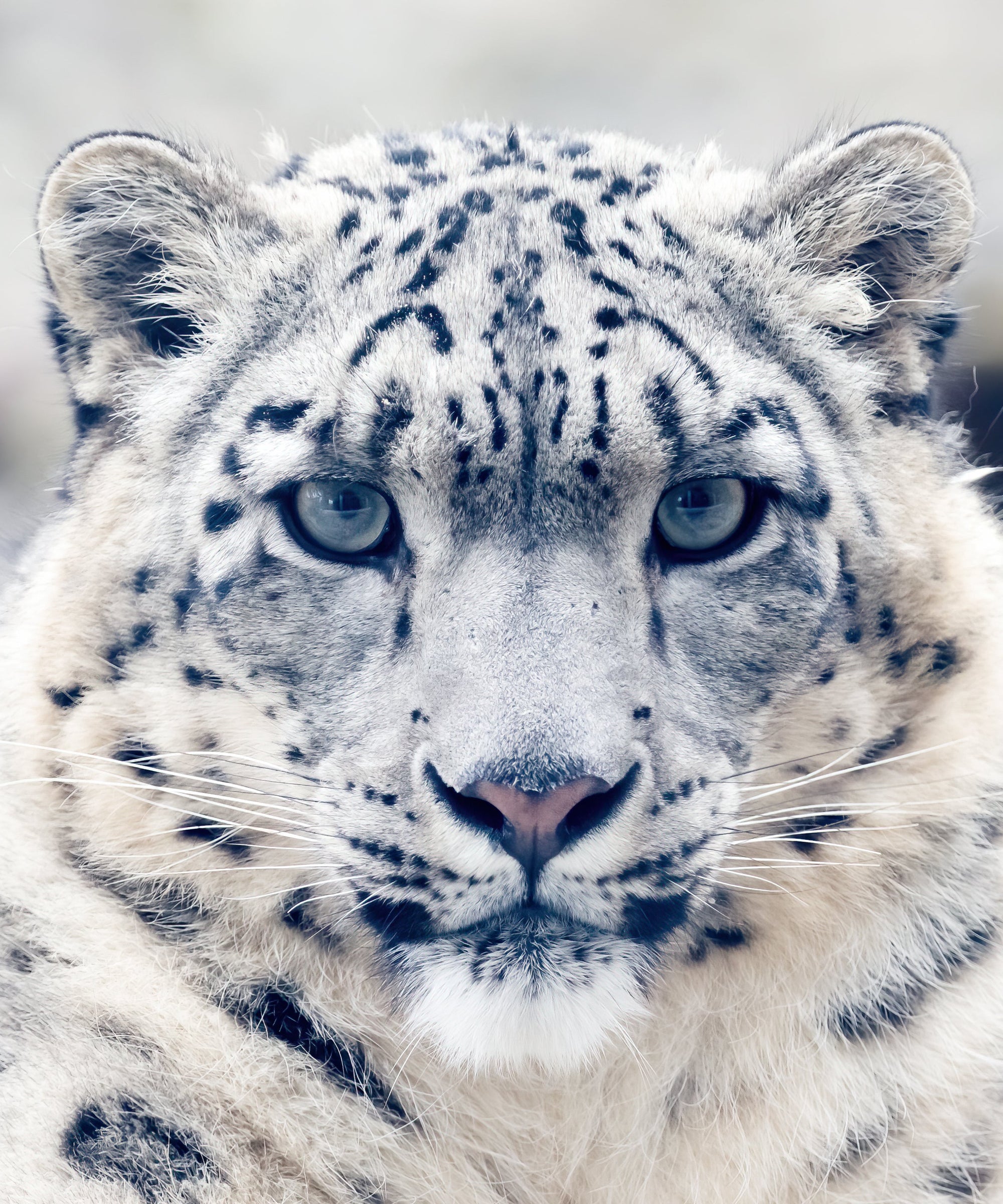 Snow Leopard Petite