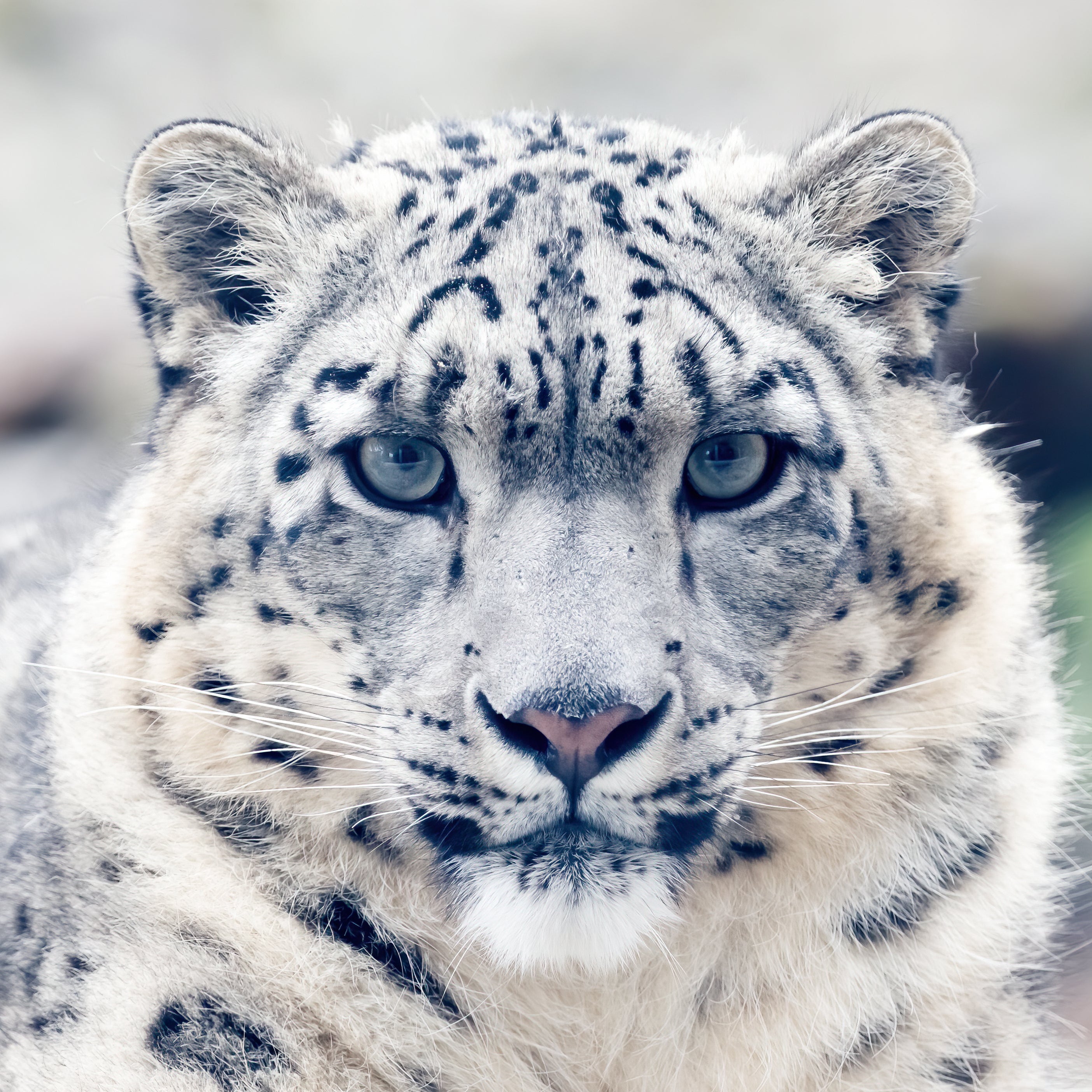 Snow Leopard Petite