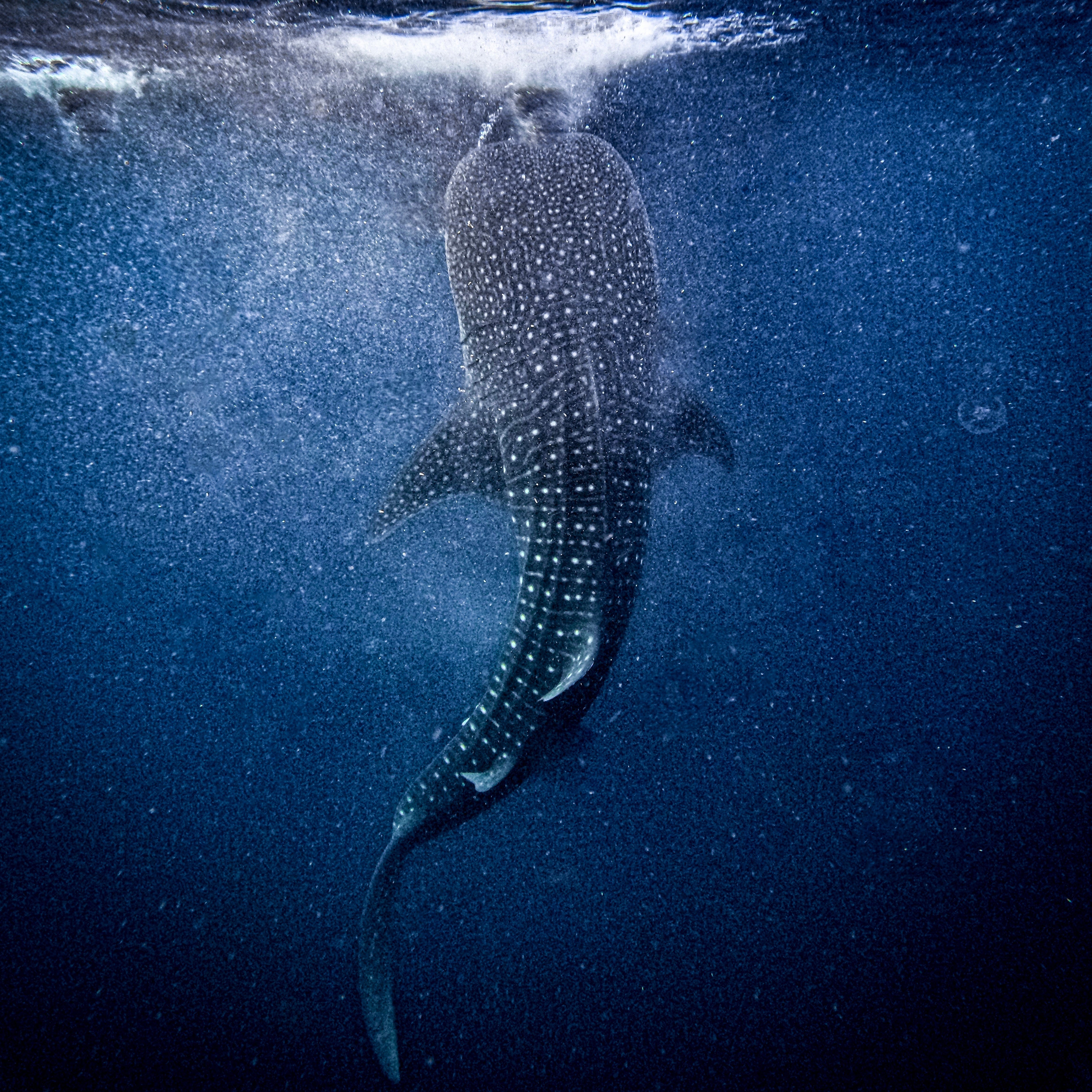 Whale Shark Classic