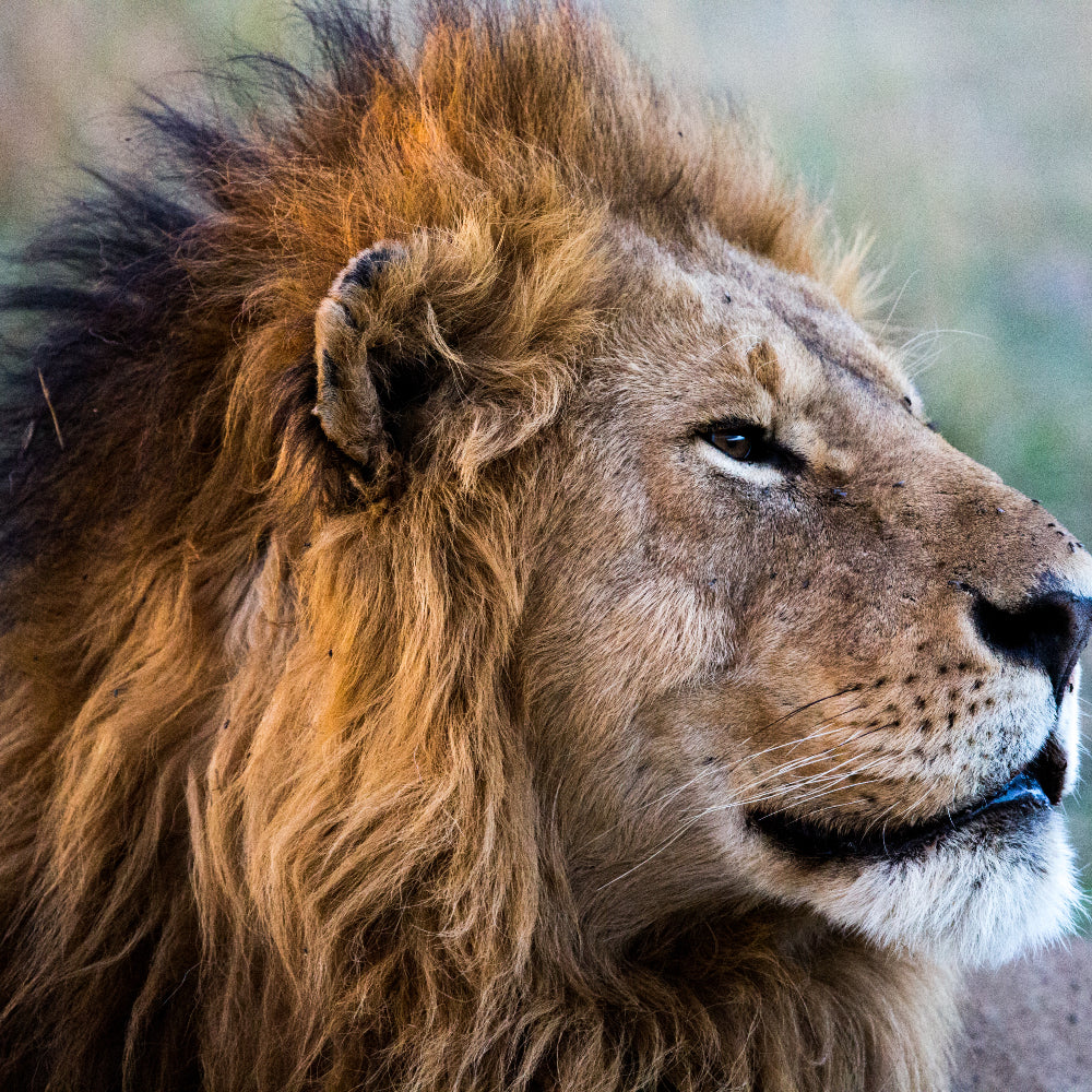 West African Lion Classic