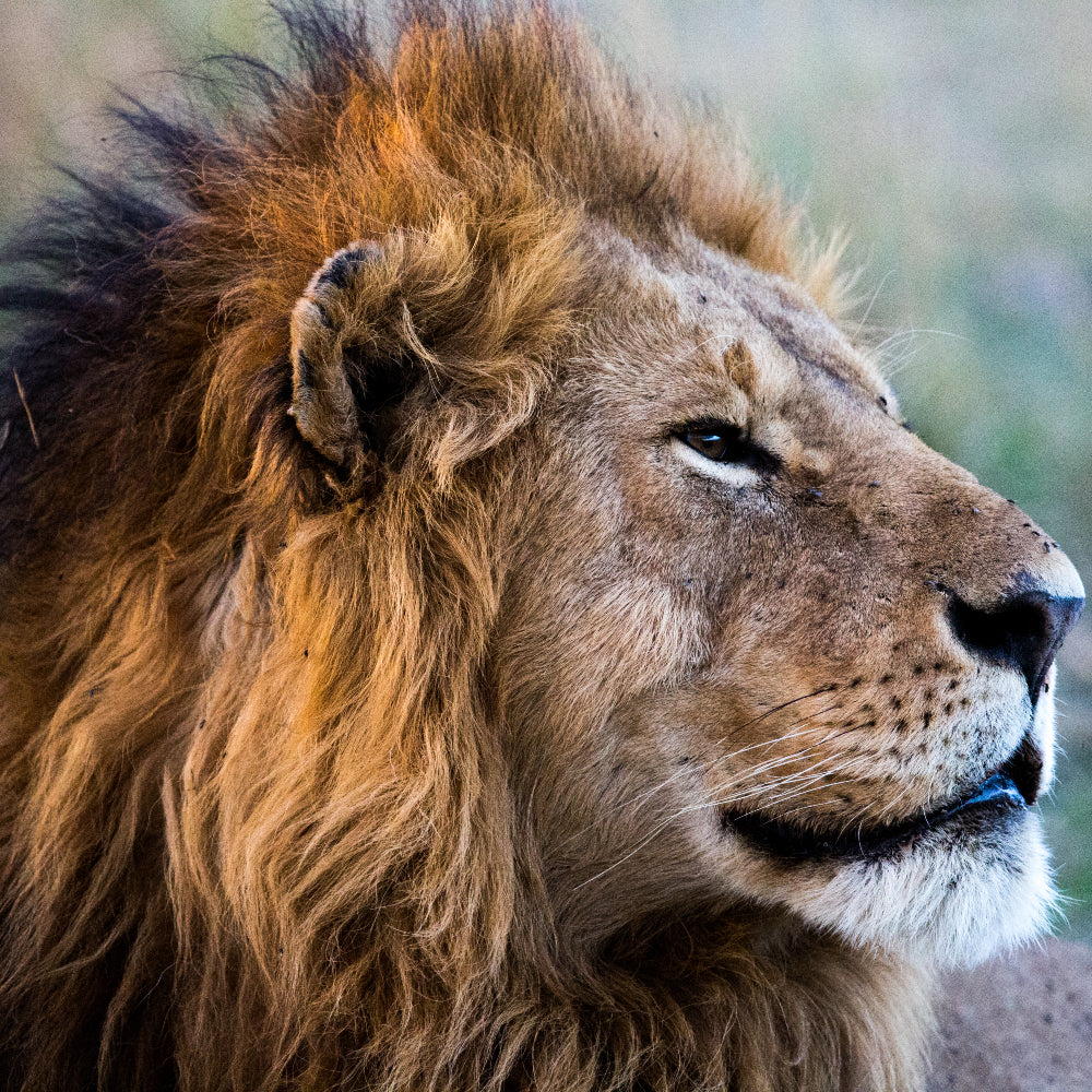 West African Lion Petite Necklace