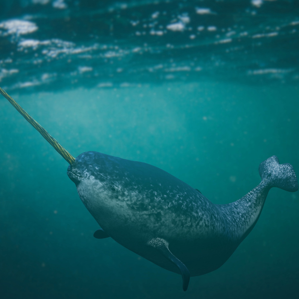 Narwhal Classic