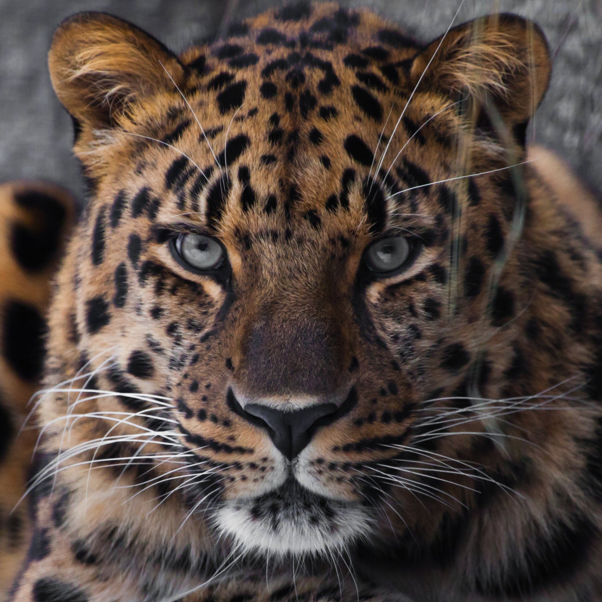 Amur Leopard Petite