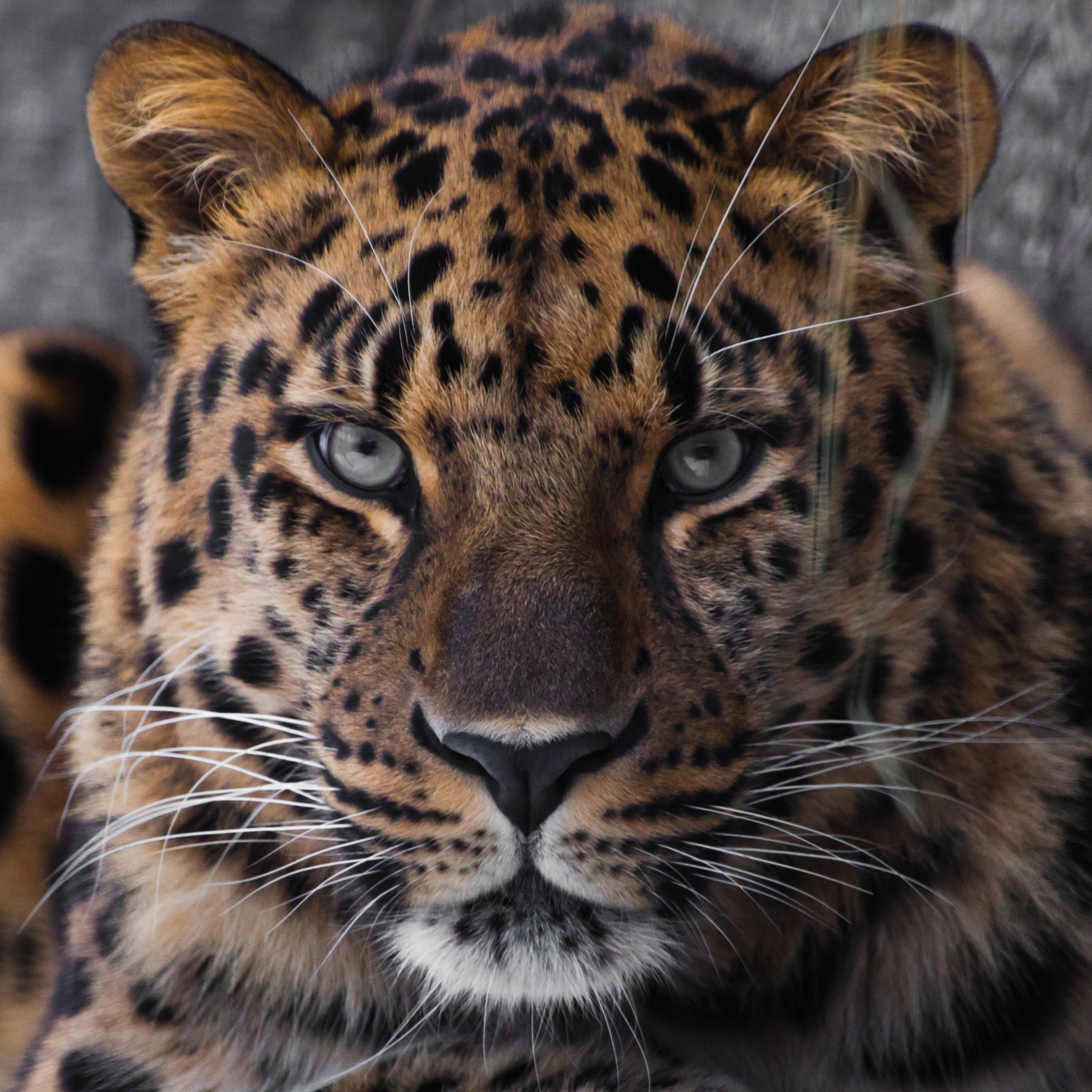 Amur Leopard Petite