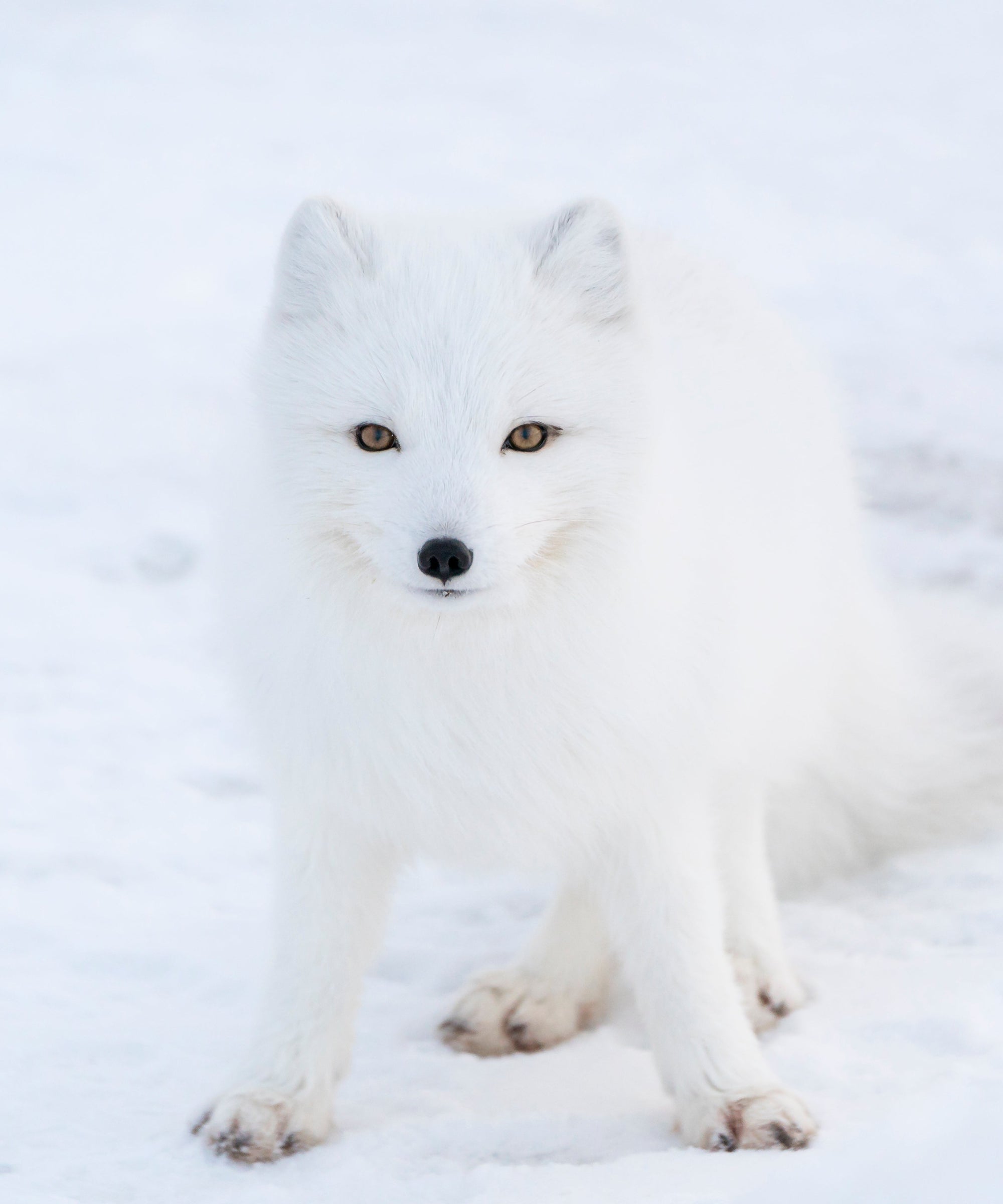 Arctic Fox Classic Beaded Bracelet