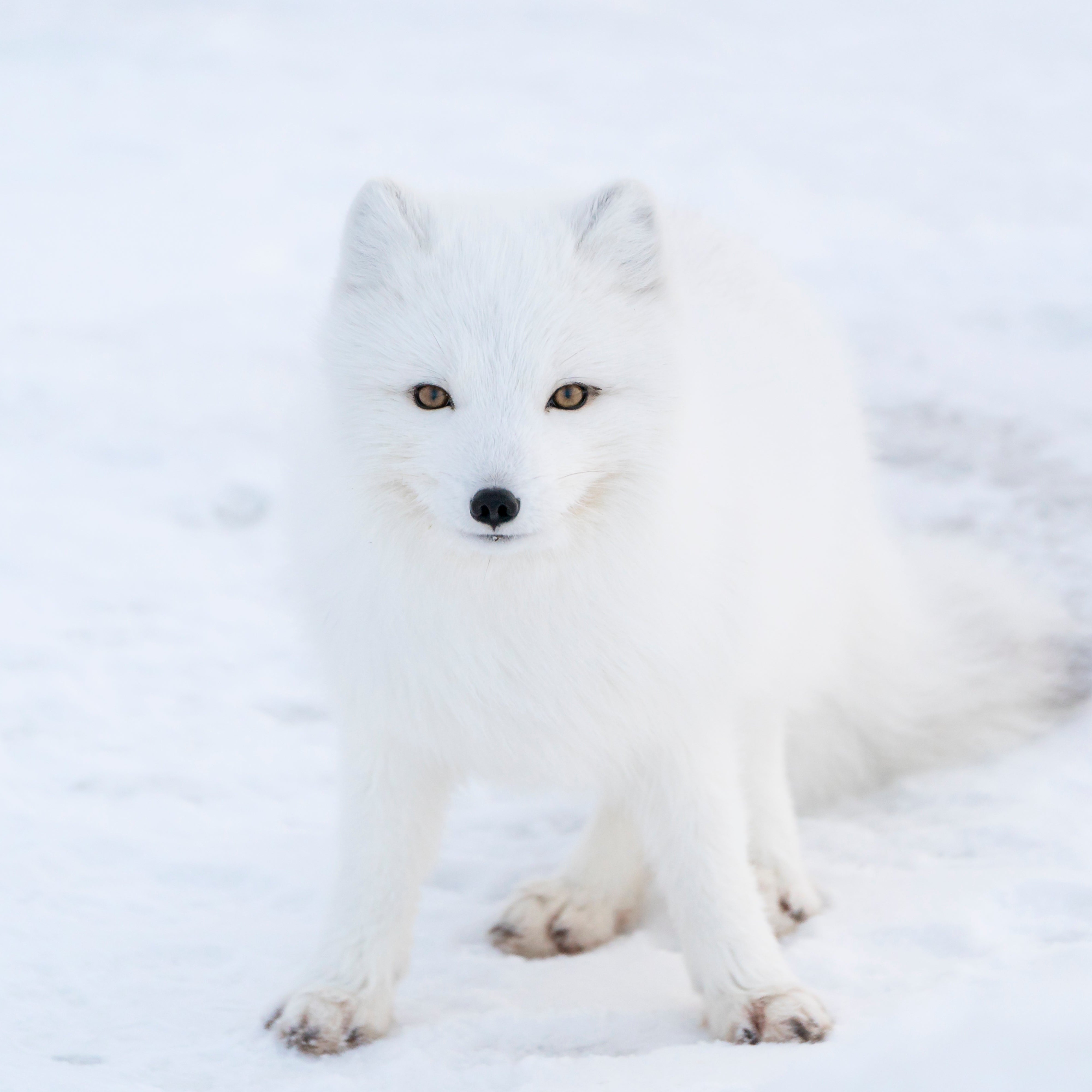 Arctic Fox Petite