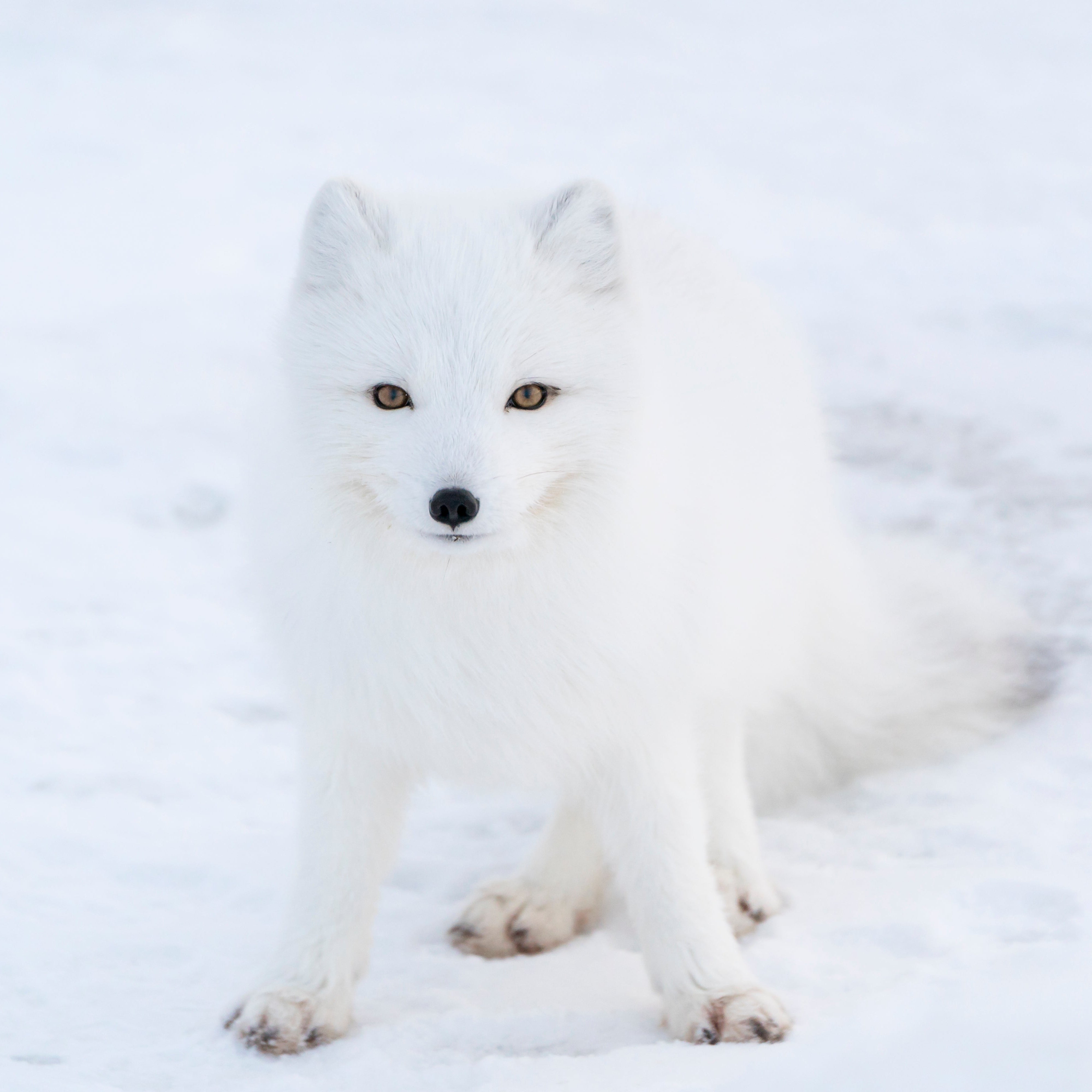 White arctic fox sitting on a snowy background