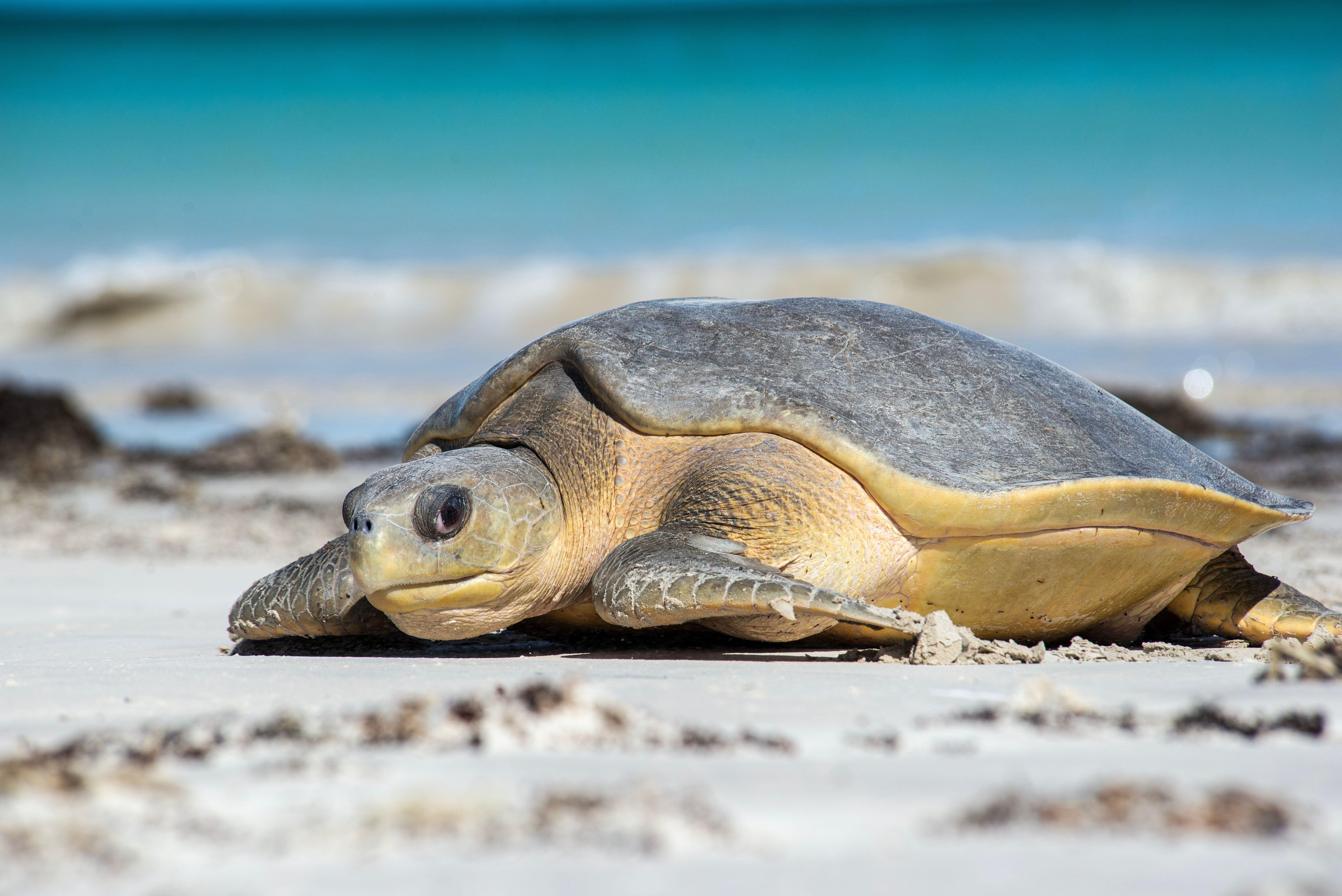 Australian Sea Turtle Stone Necklace
