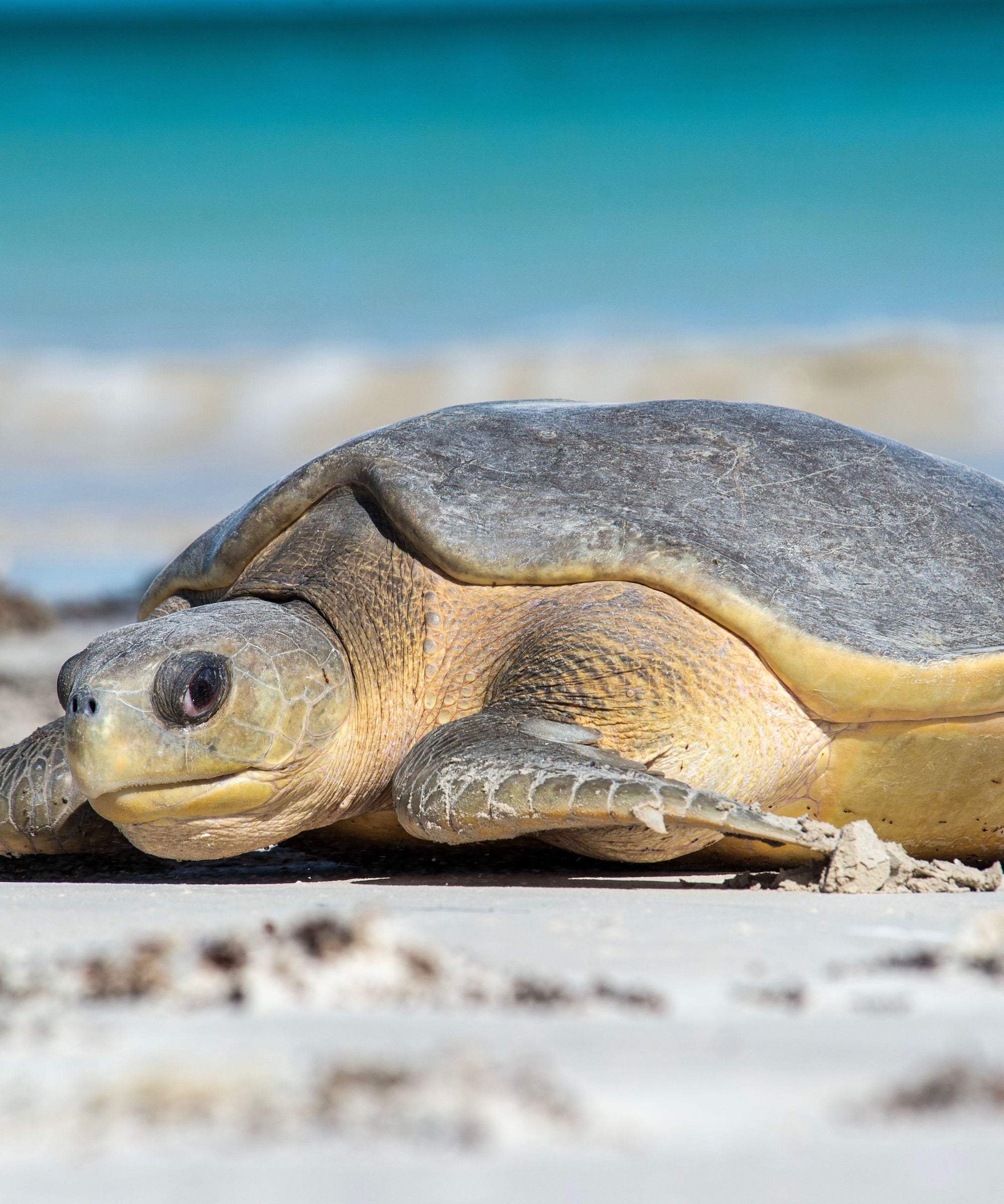 Australian Sea Turtle Petite