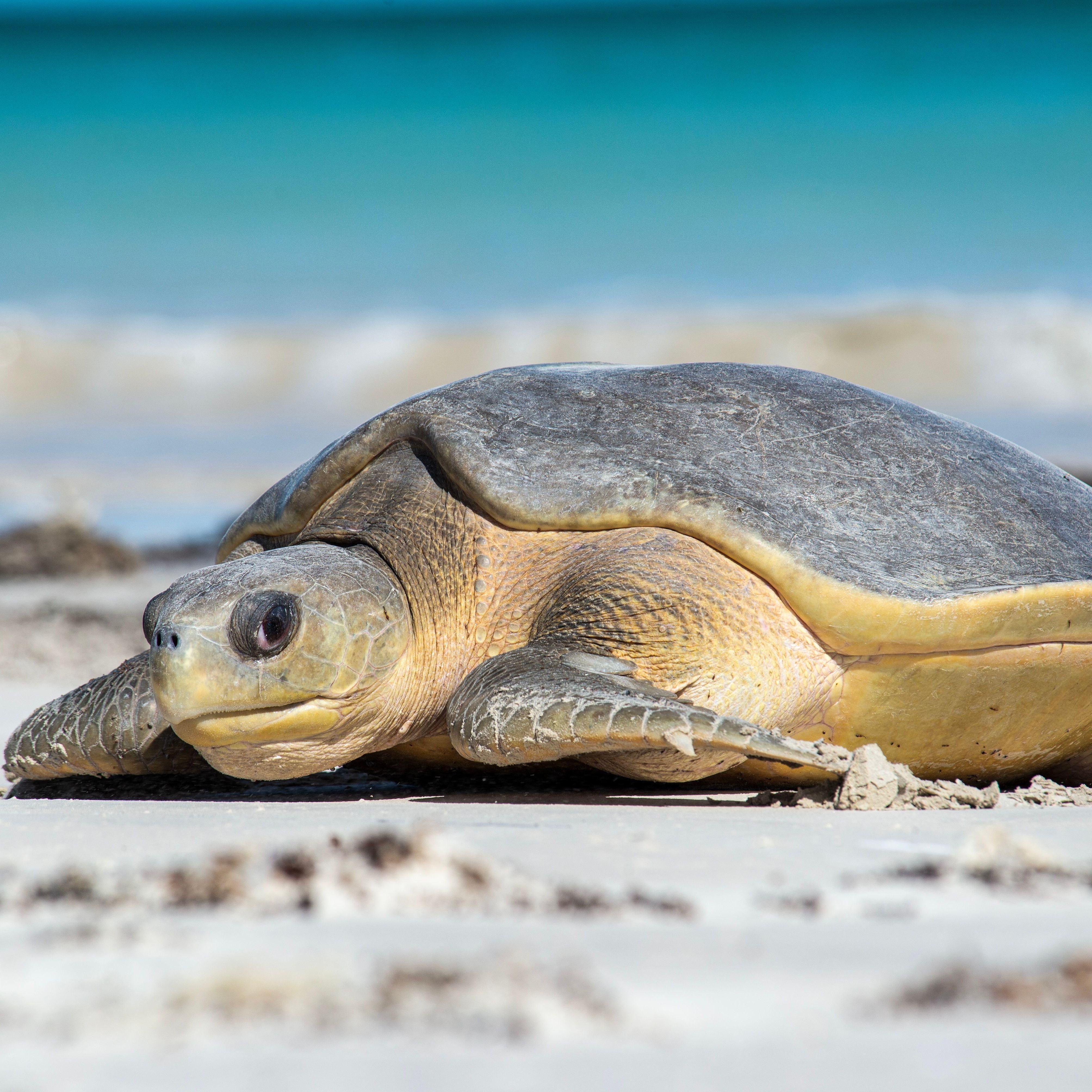Australian Sea Turtle Petite