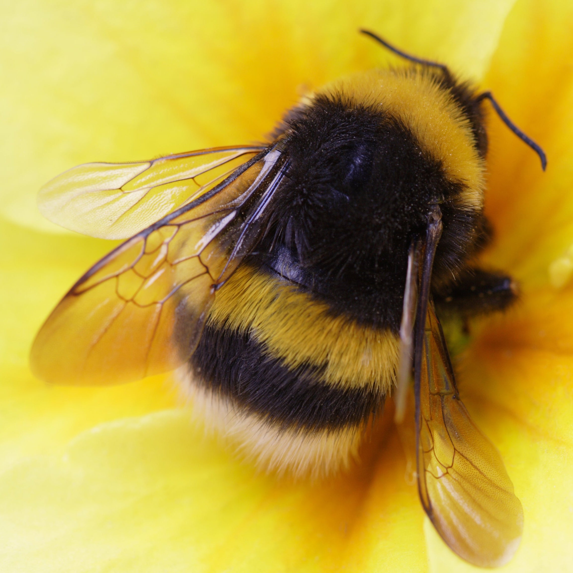 Bumblebee on a yellow flower