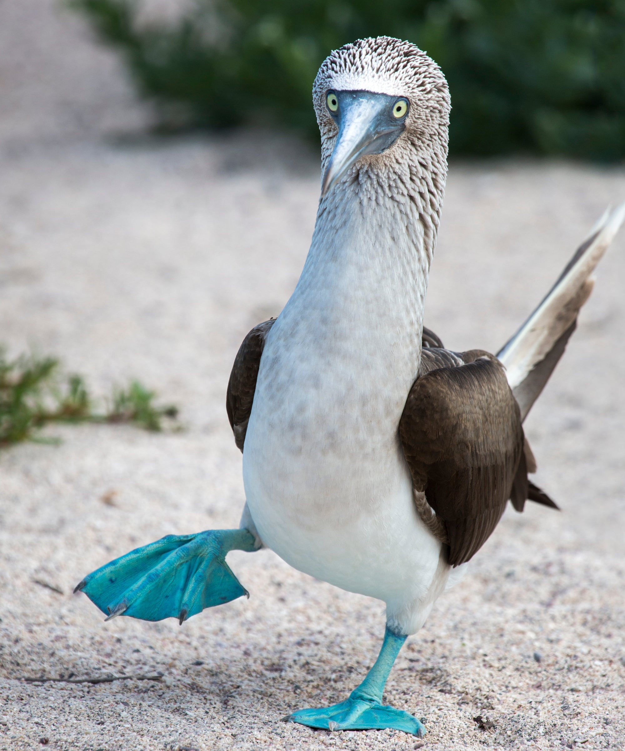 Blue Footed-Booby Petite