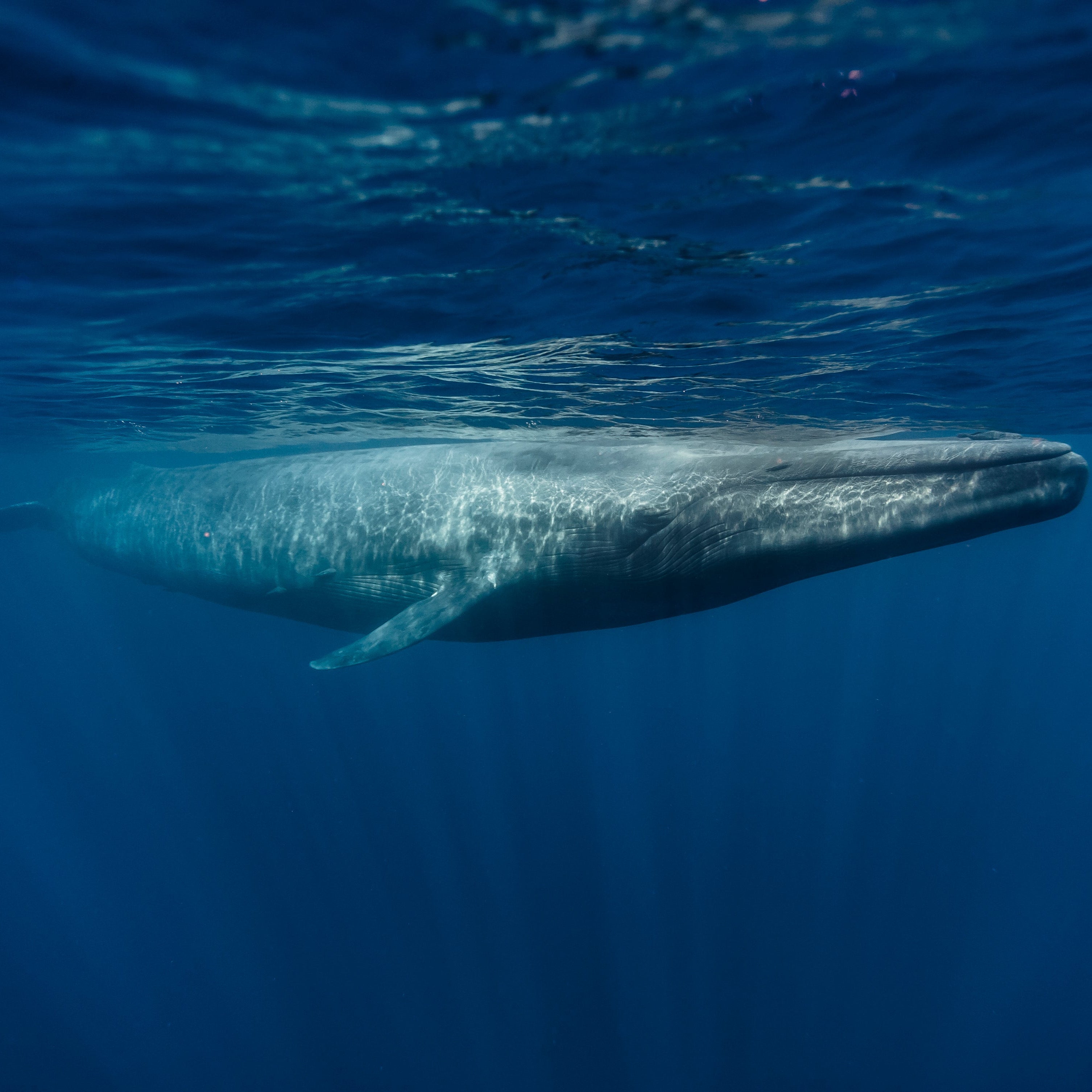 Blue Whale Petite
