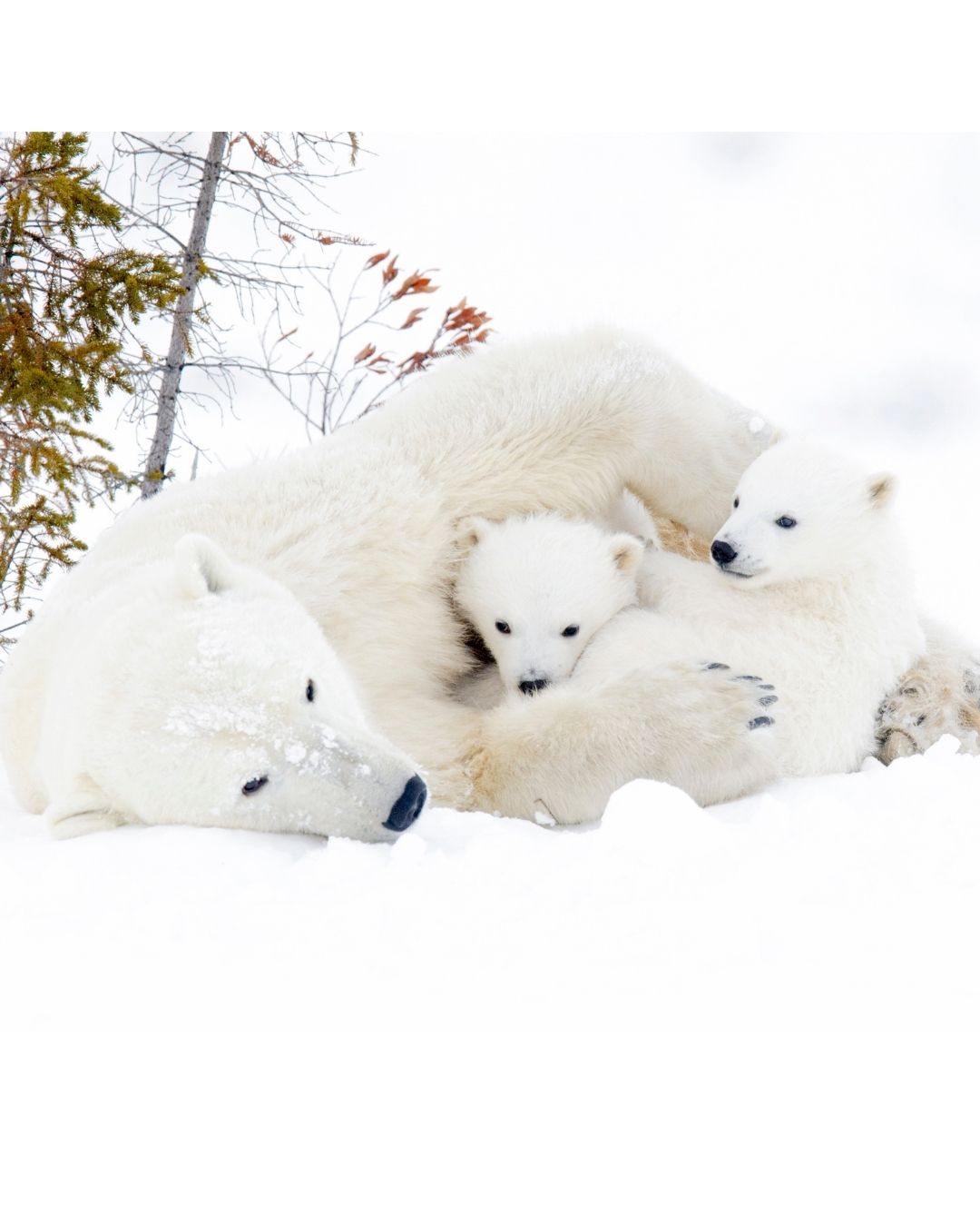 For Your Mama Bear    