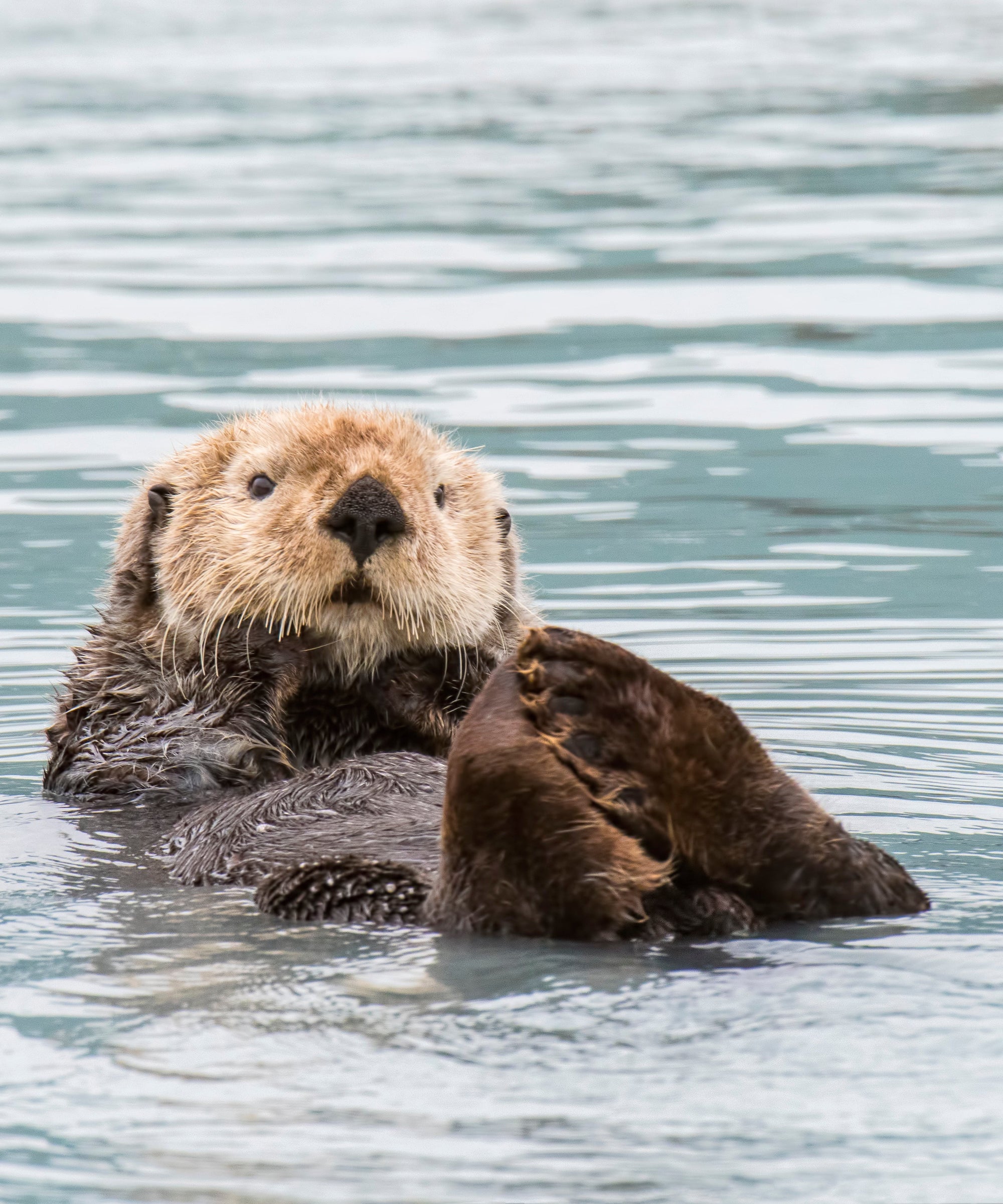 Californian Sea Otter & The Heart Reef Bracelet Stack