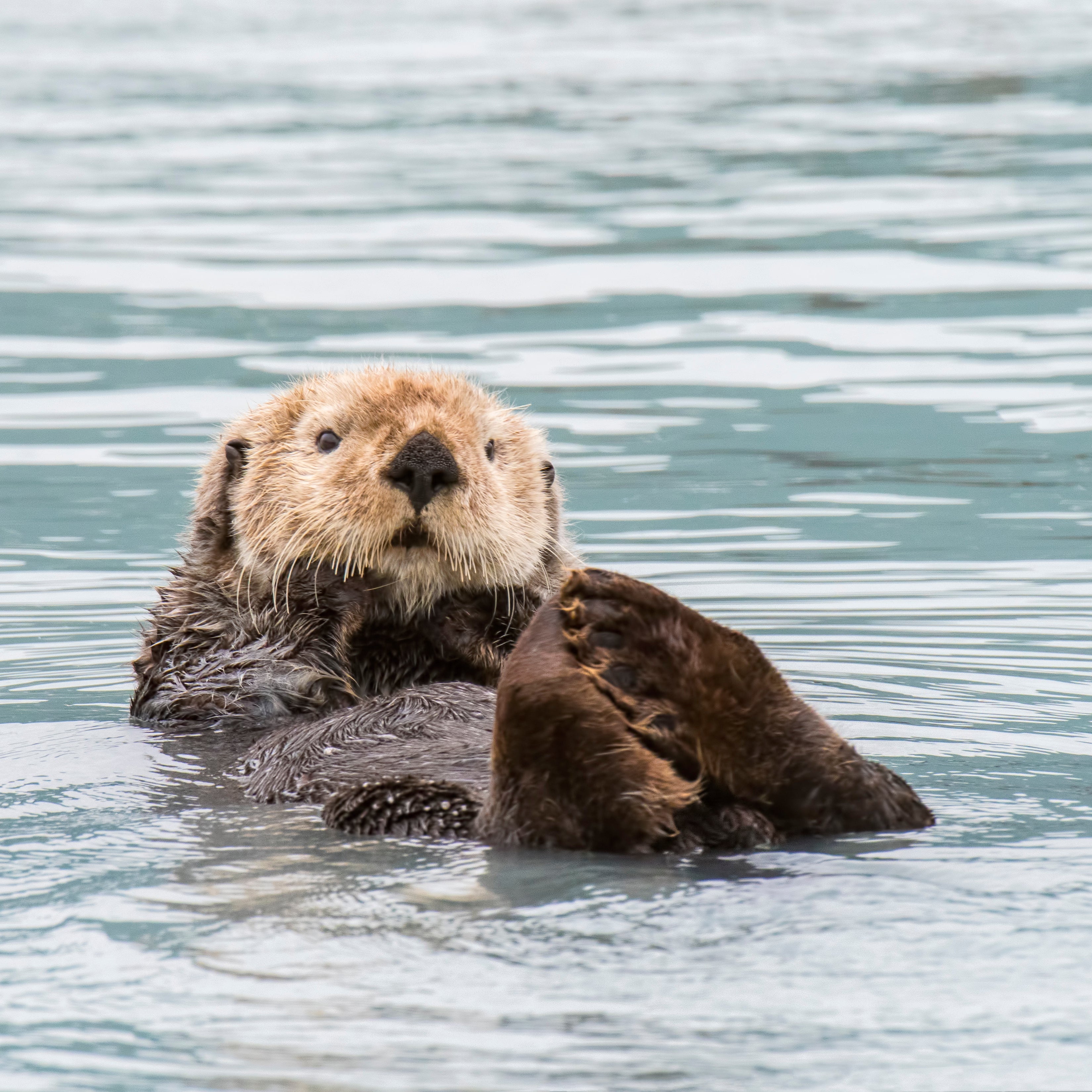Californian Sea Otter Classic