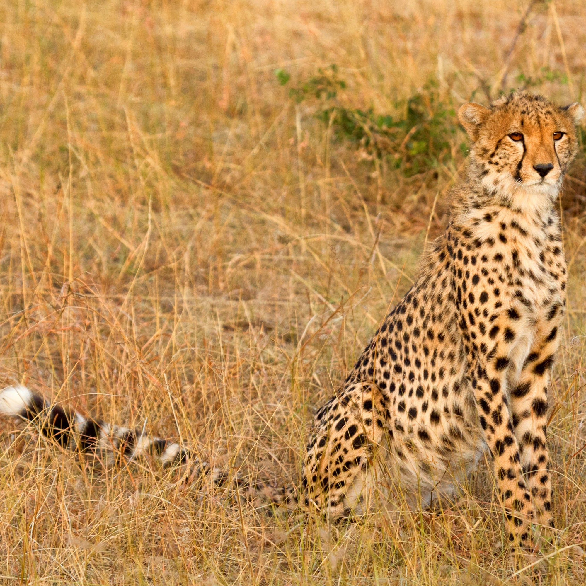Cheetah sitting in dry grassland
