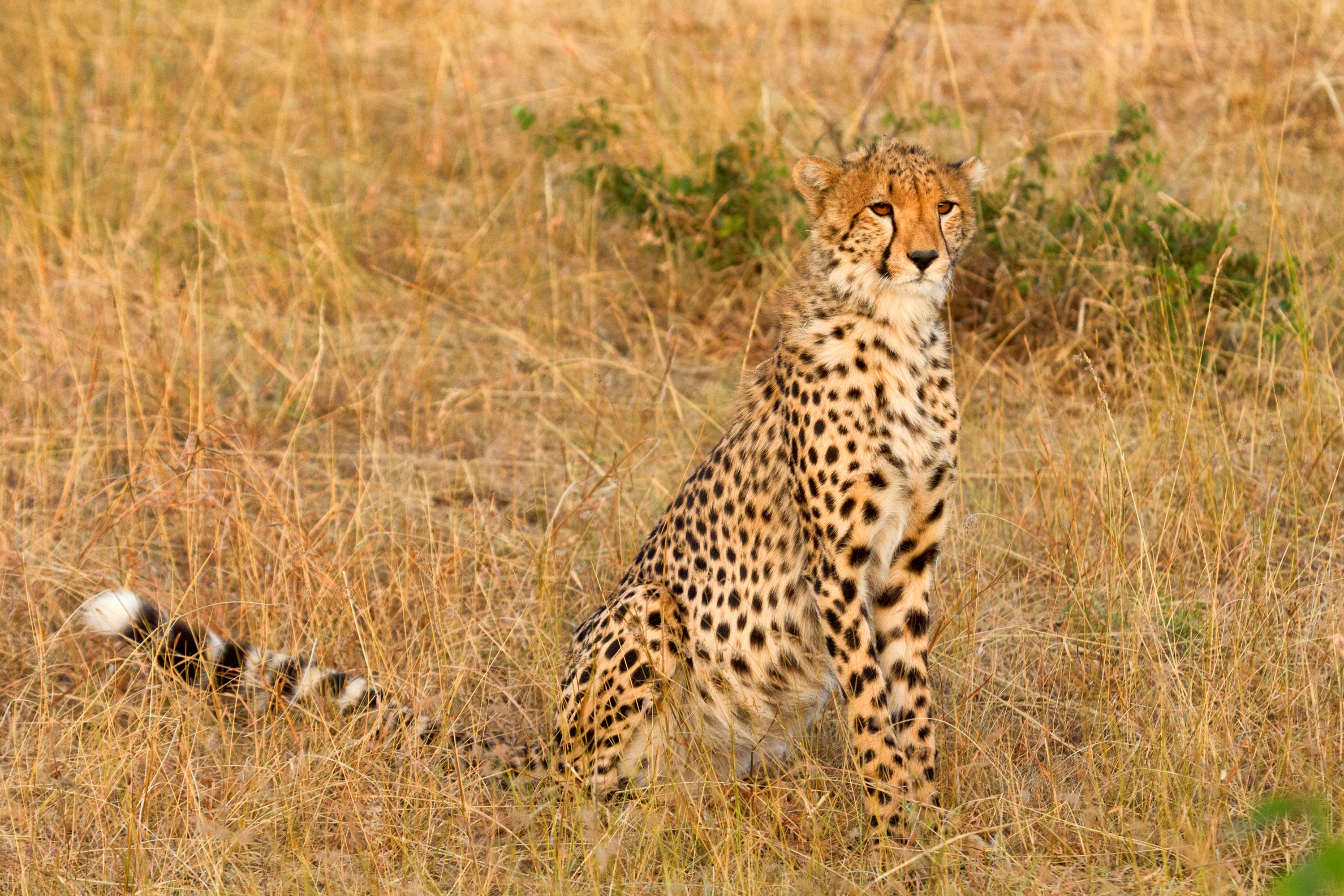 Bands Of Courage Gift Cards