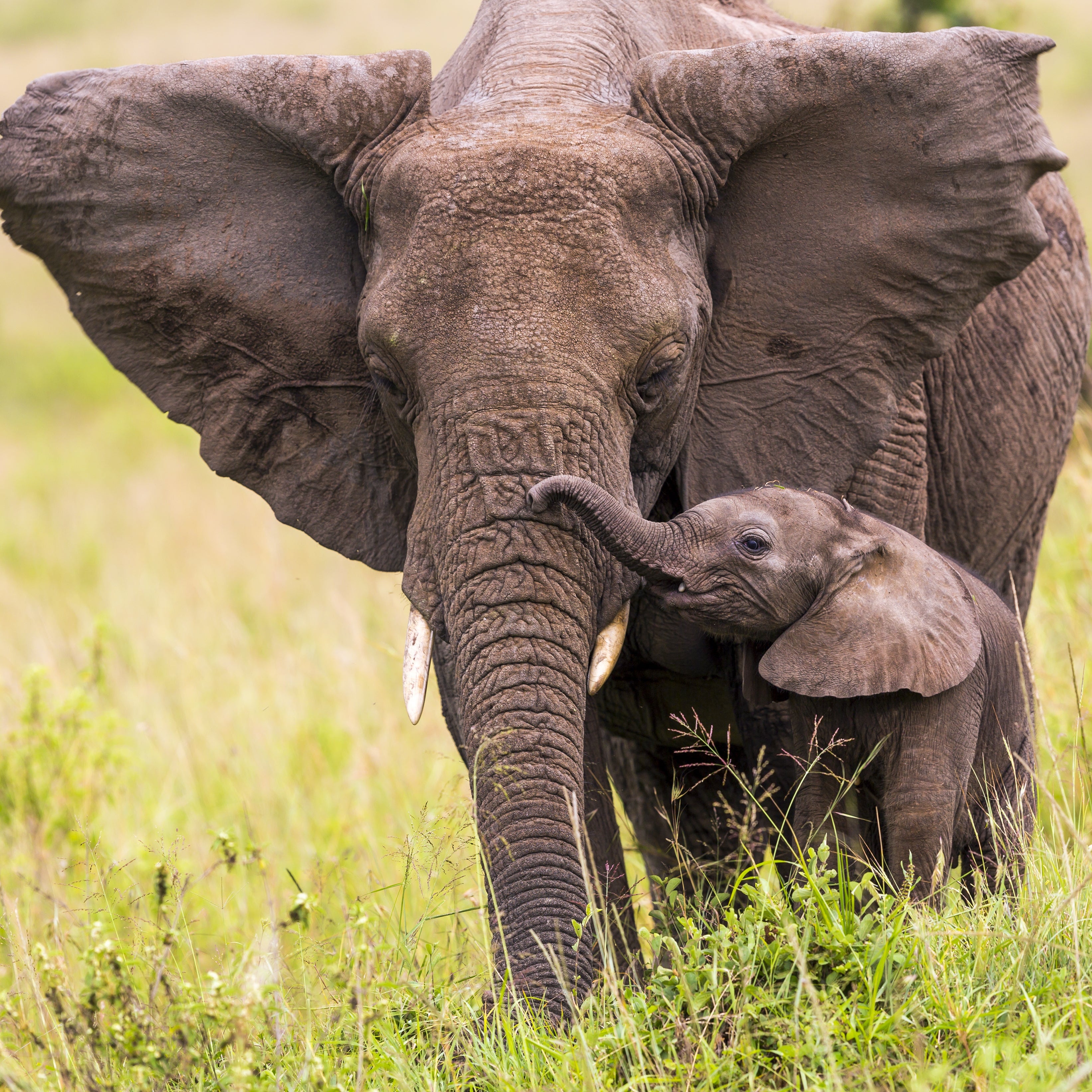 African Elephant Bangle