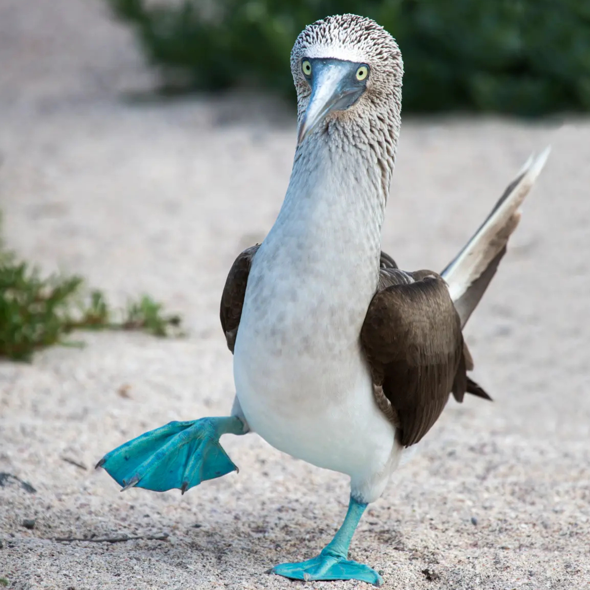 Blue Footed-Booby Classic