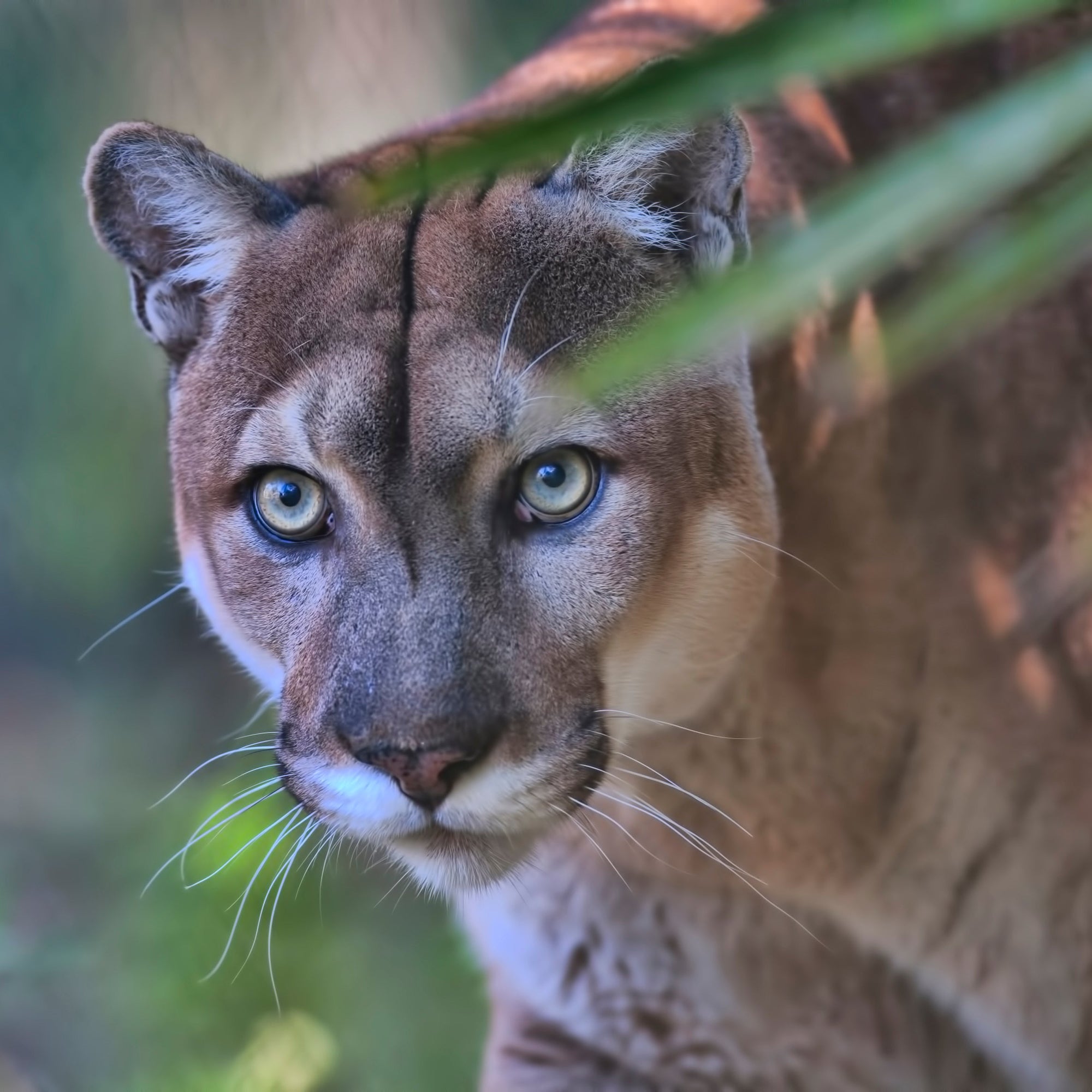 Florida Panther