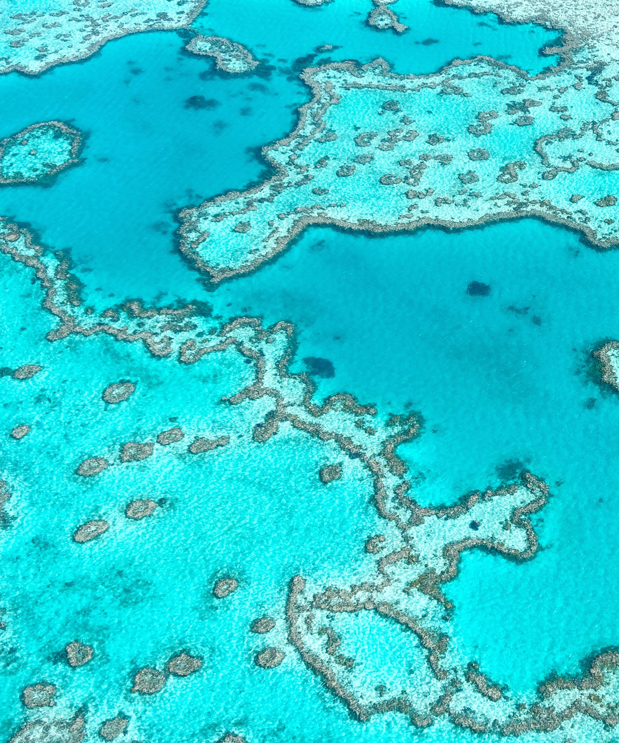 Great Barrier Reef Classic Clasp