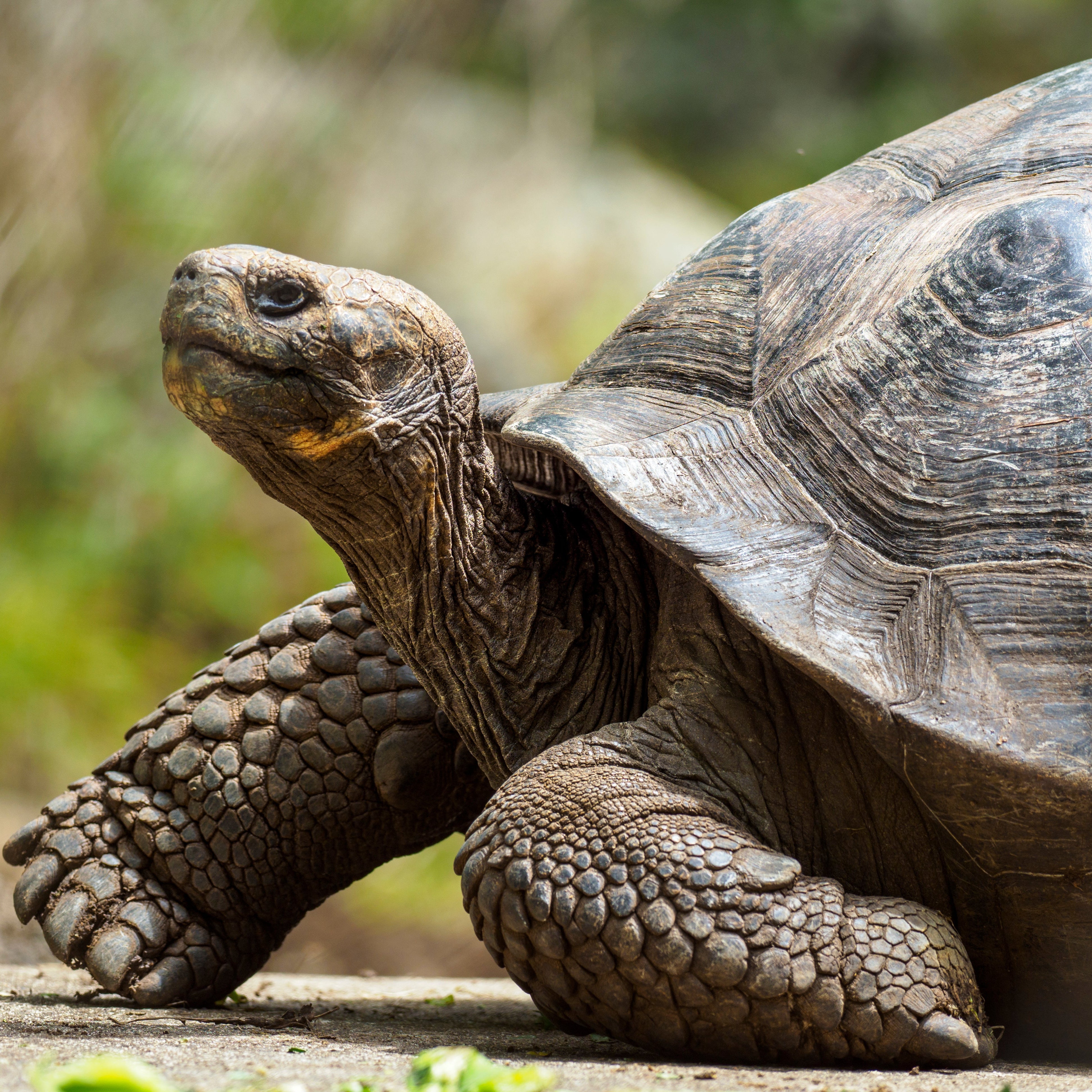 Giant Tortoise Classic