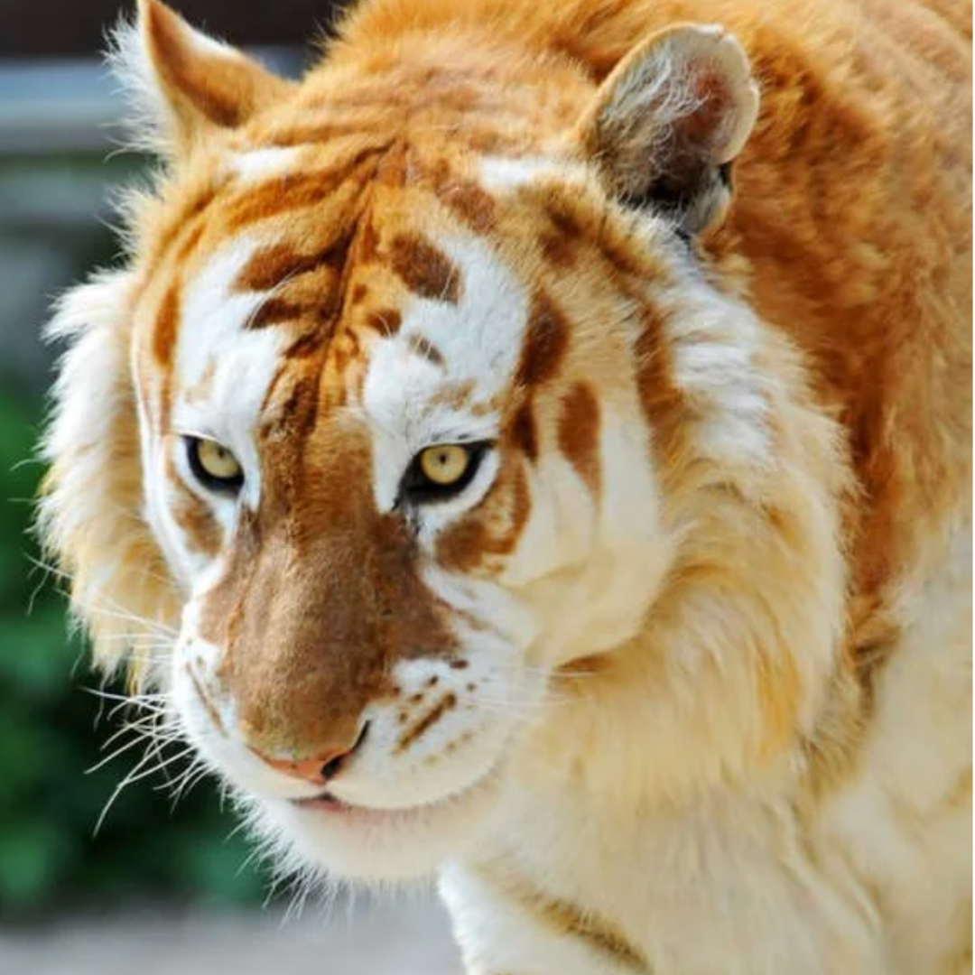 Golden Tiger Classic Clasp