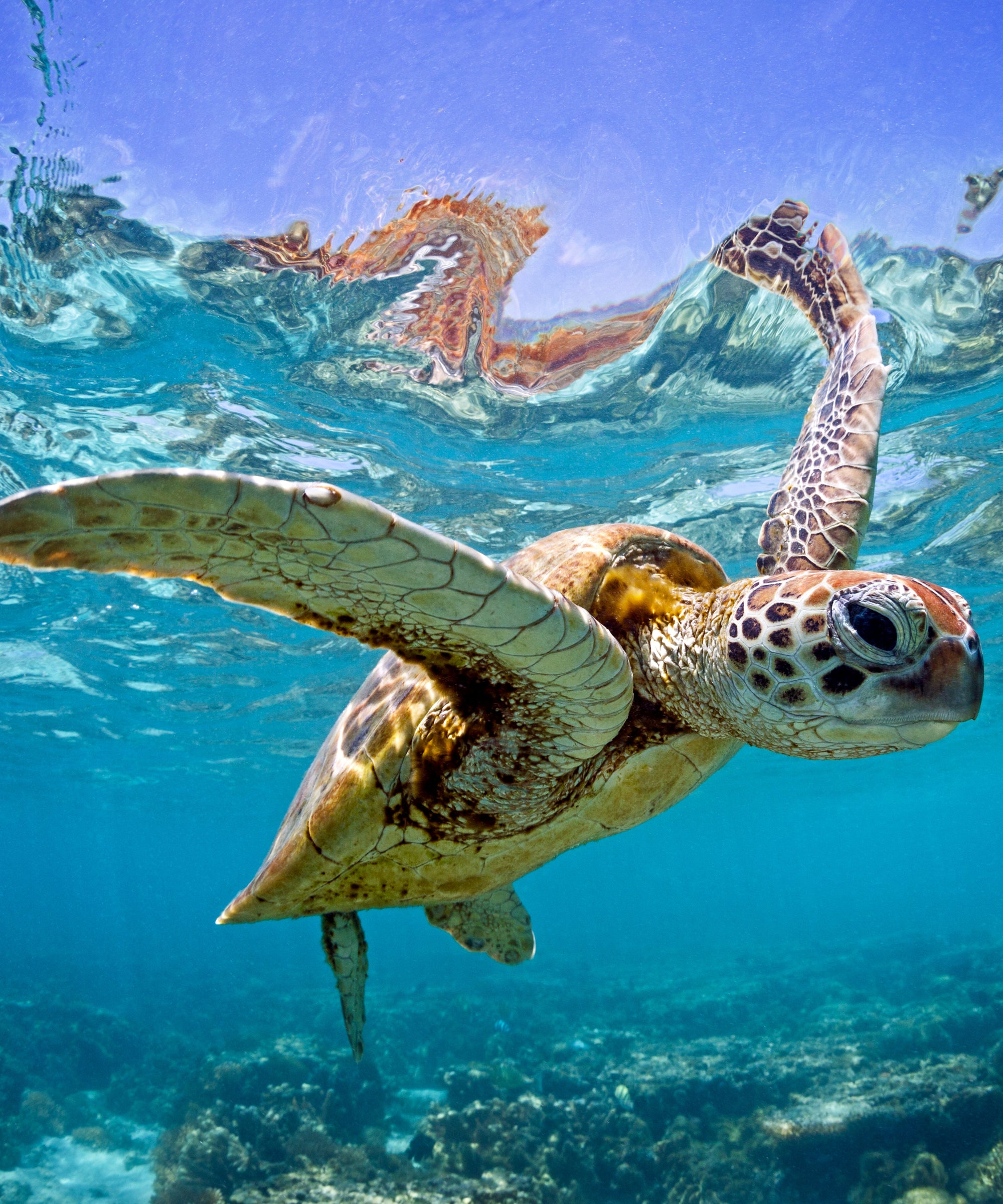 Green Sea Turtle Petite