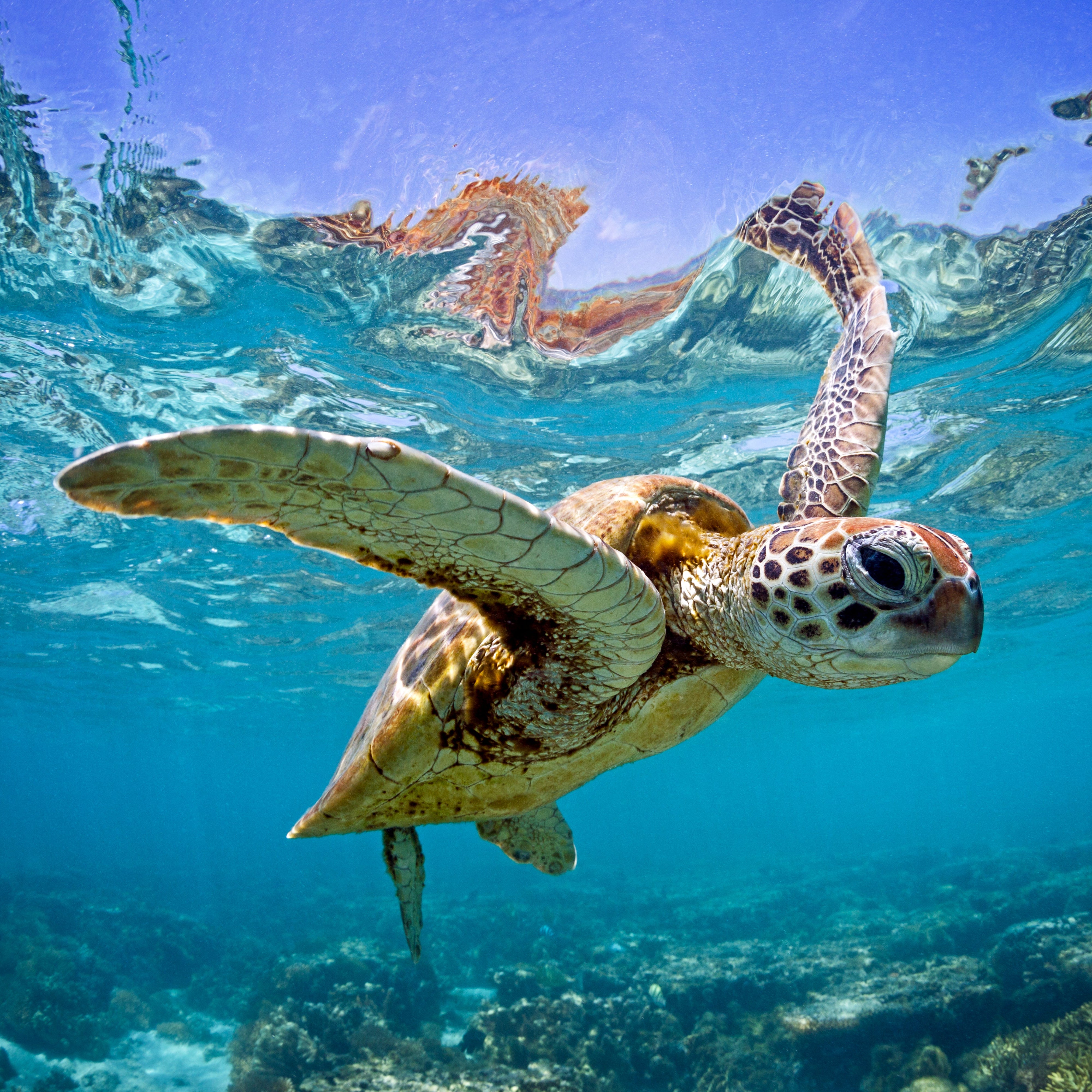 Green Sea Turtle Classic