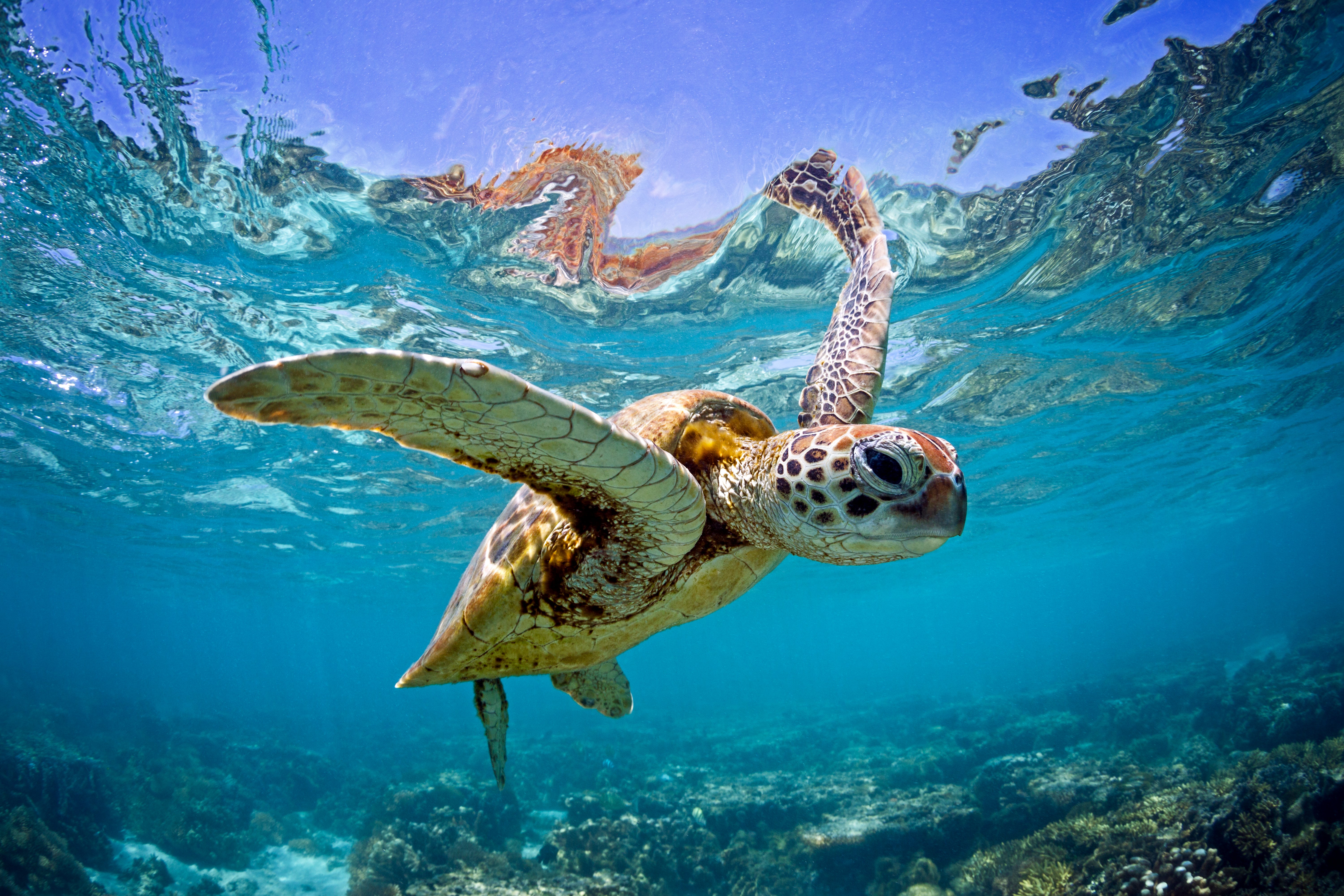 Green Sea Turtle