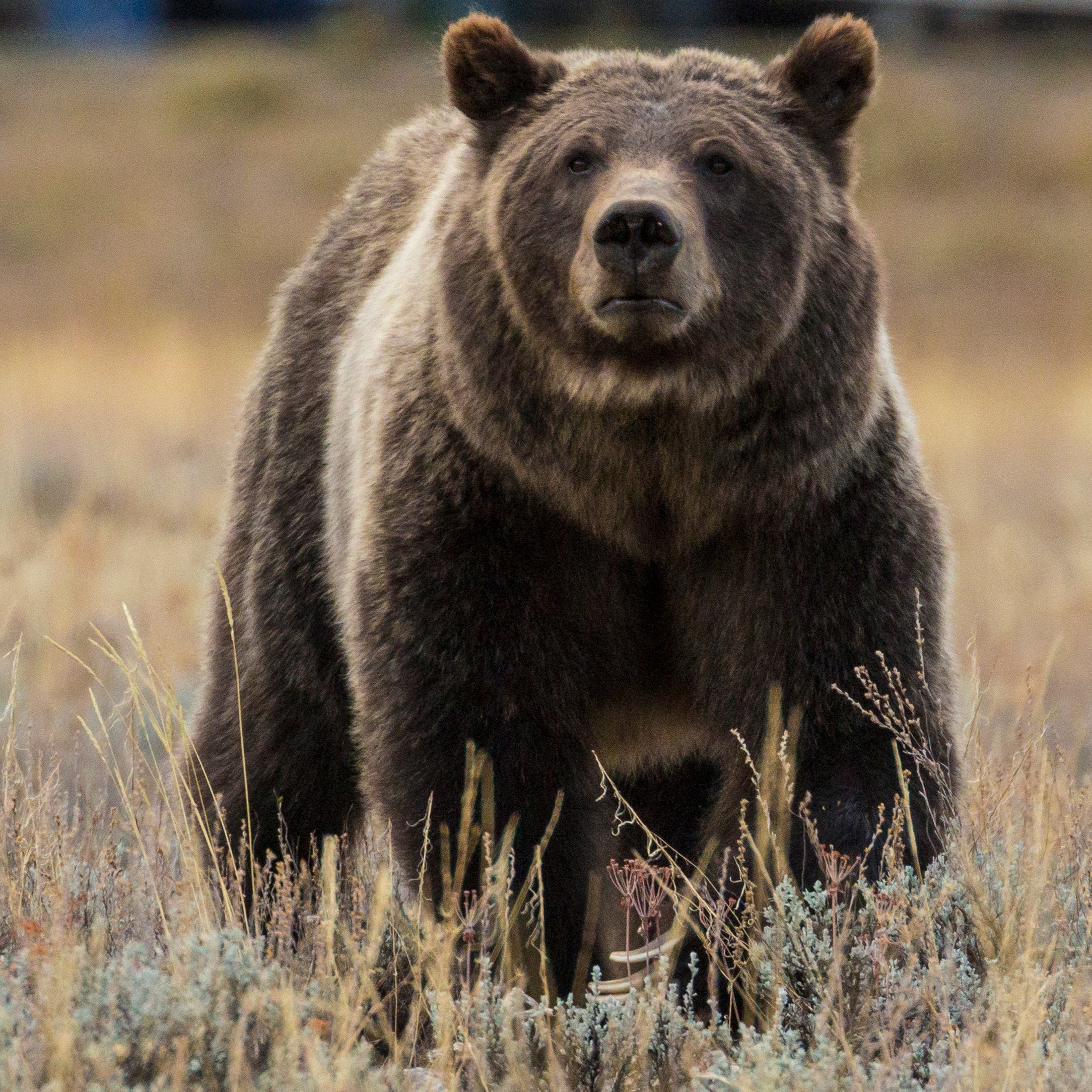 Grizzly Bear Classic