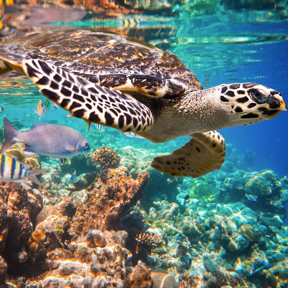 Seb Turtle Hawksbill Sea Turtle