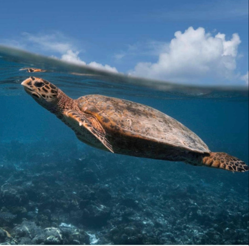 Australian Sea Turtle Stone Charm Bracelet