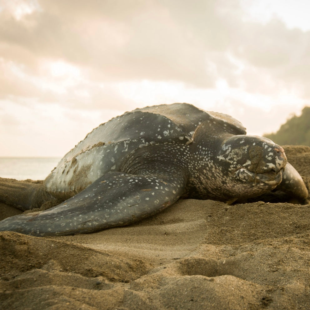 Leatherback Sea Turtle Classic